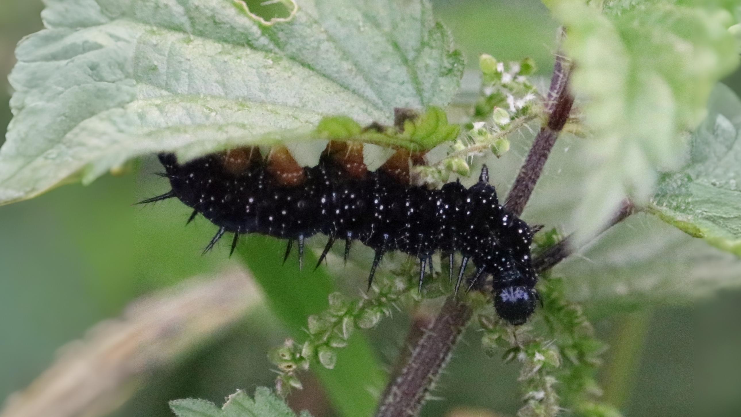 22-Aug August's Hidden Wonders Section Image