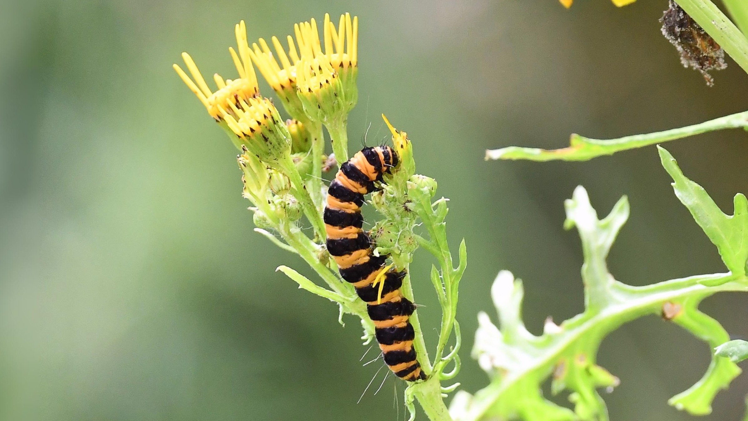22-Aug August's Hidden Wonders Section Image