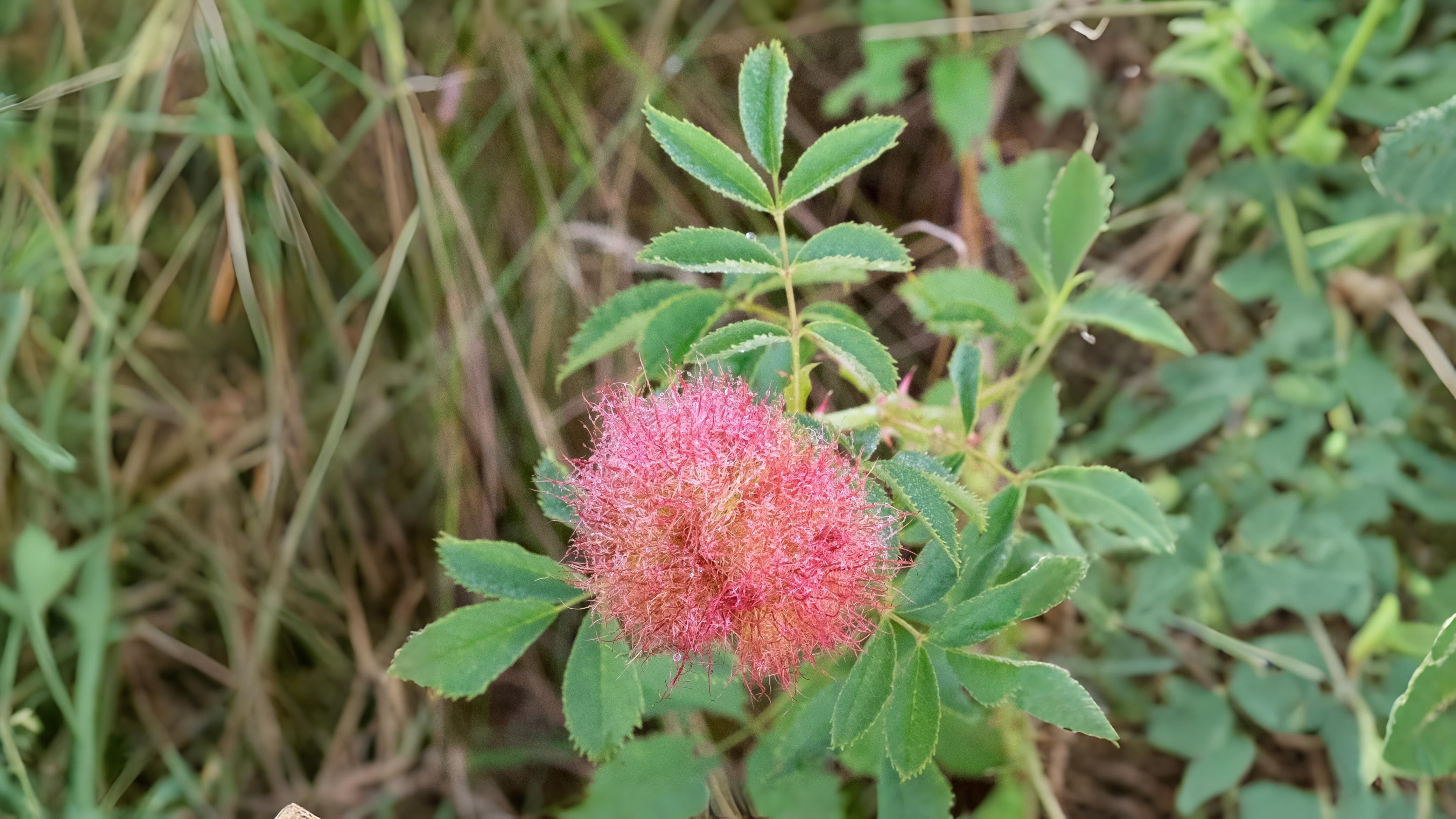 23-Aug The Intricate World of Plant Galls Section Image