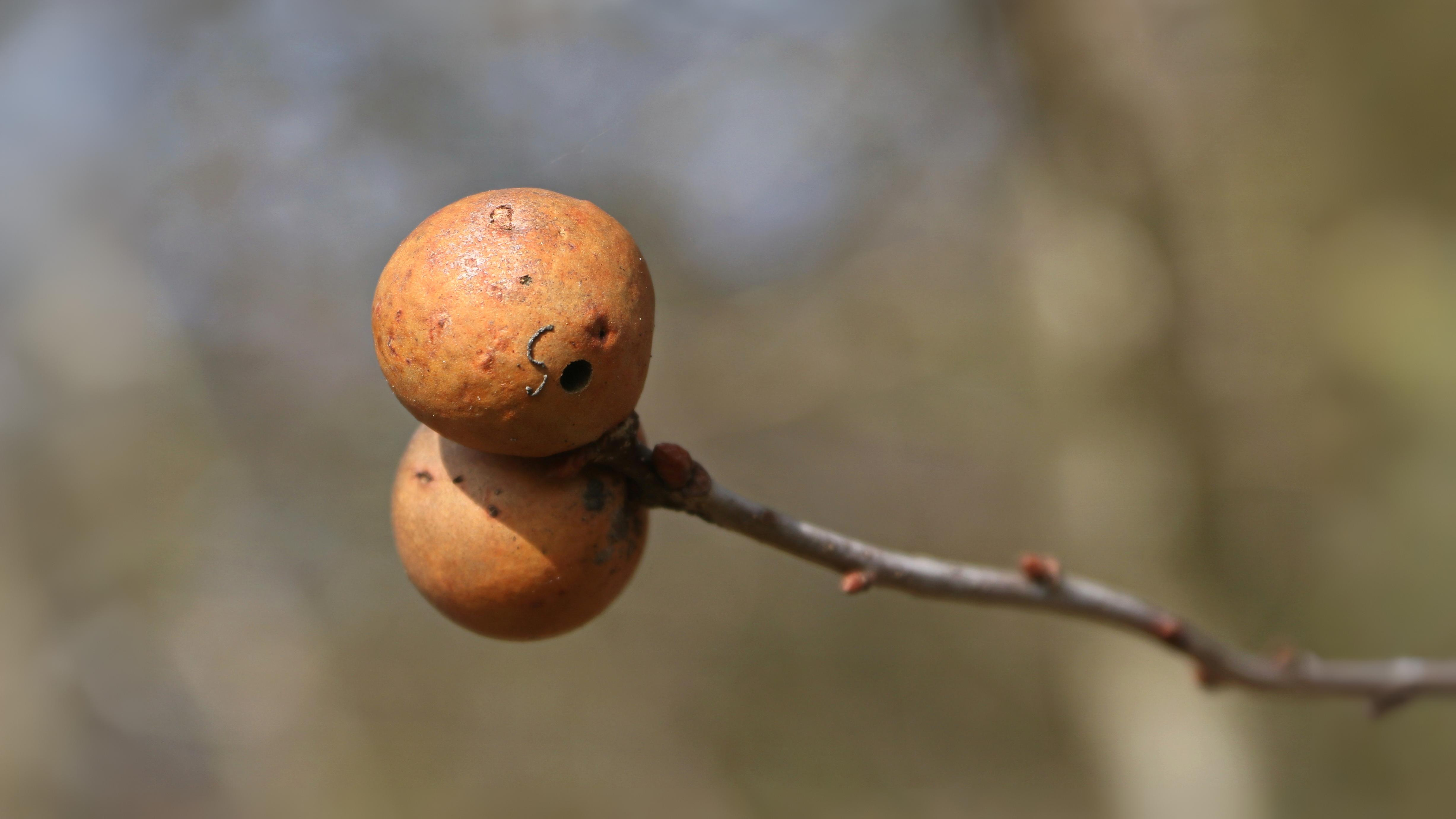 23-Aug The Intricate World of Plant Galls Section Image