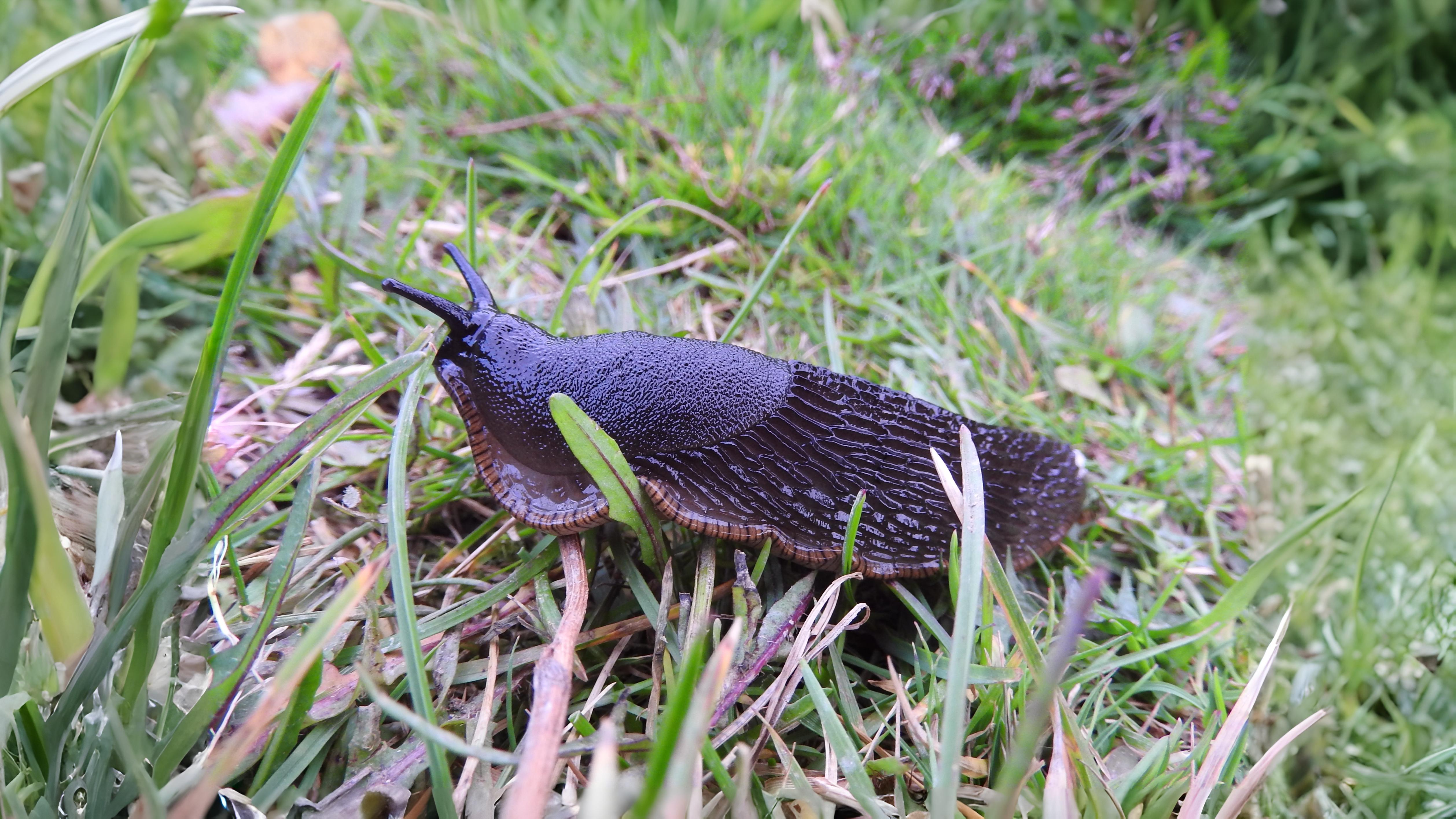 24-Aug The Secret Life of Slugs Section Image