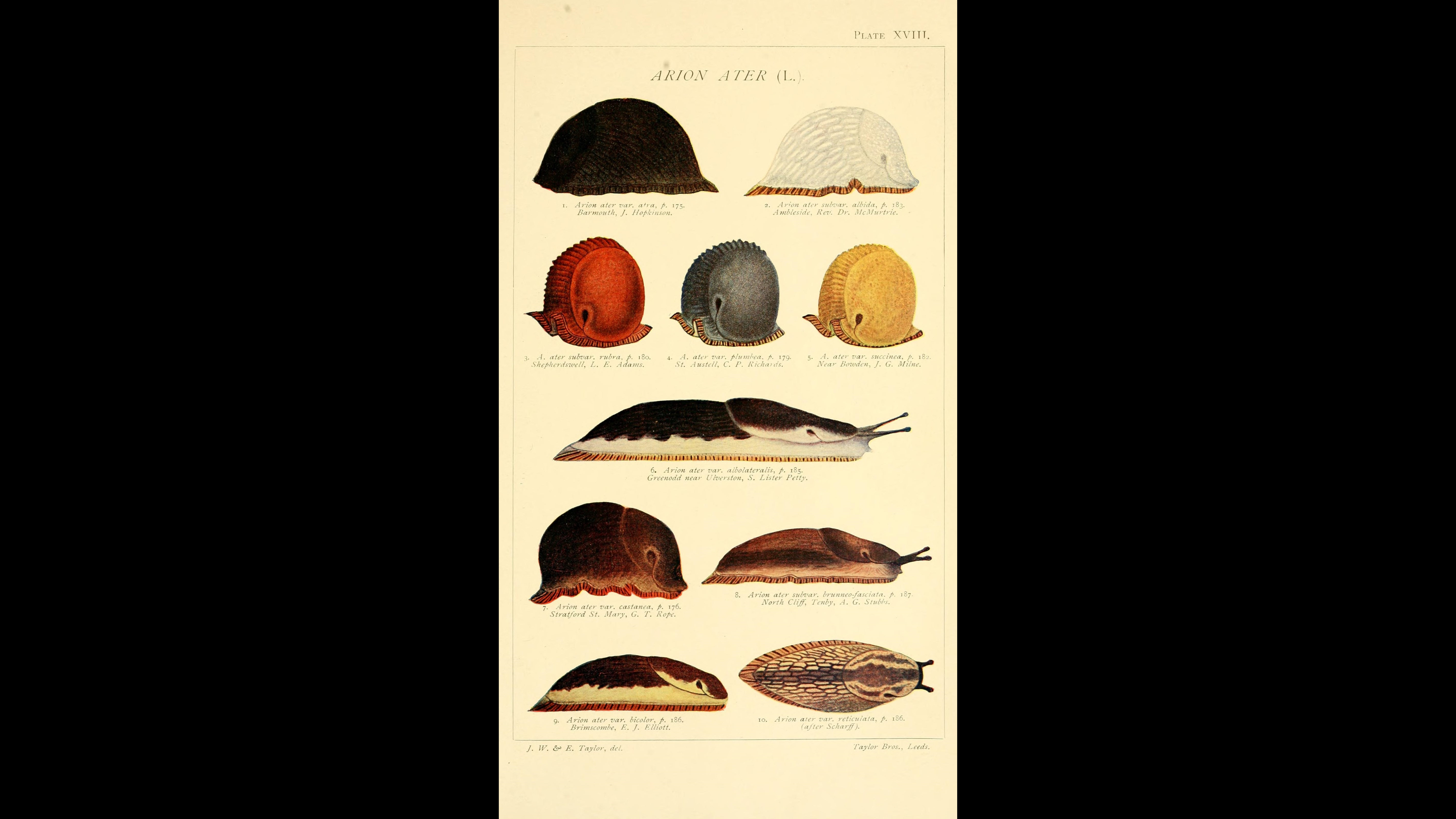 24-Aug The Secret Life of Slugs Section Image
