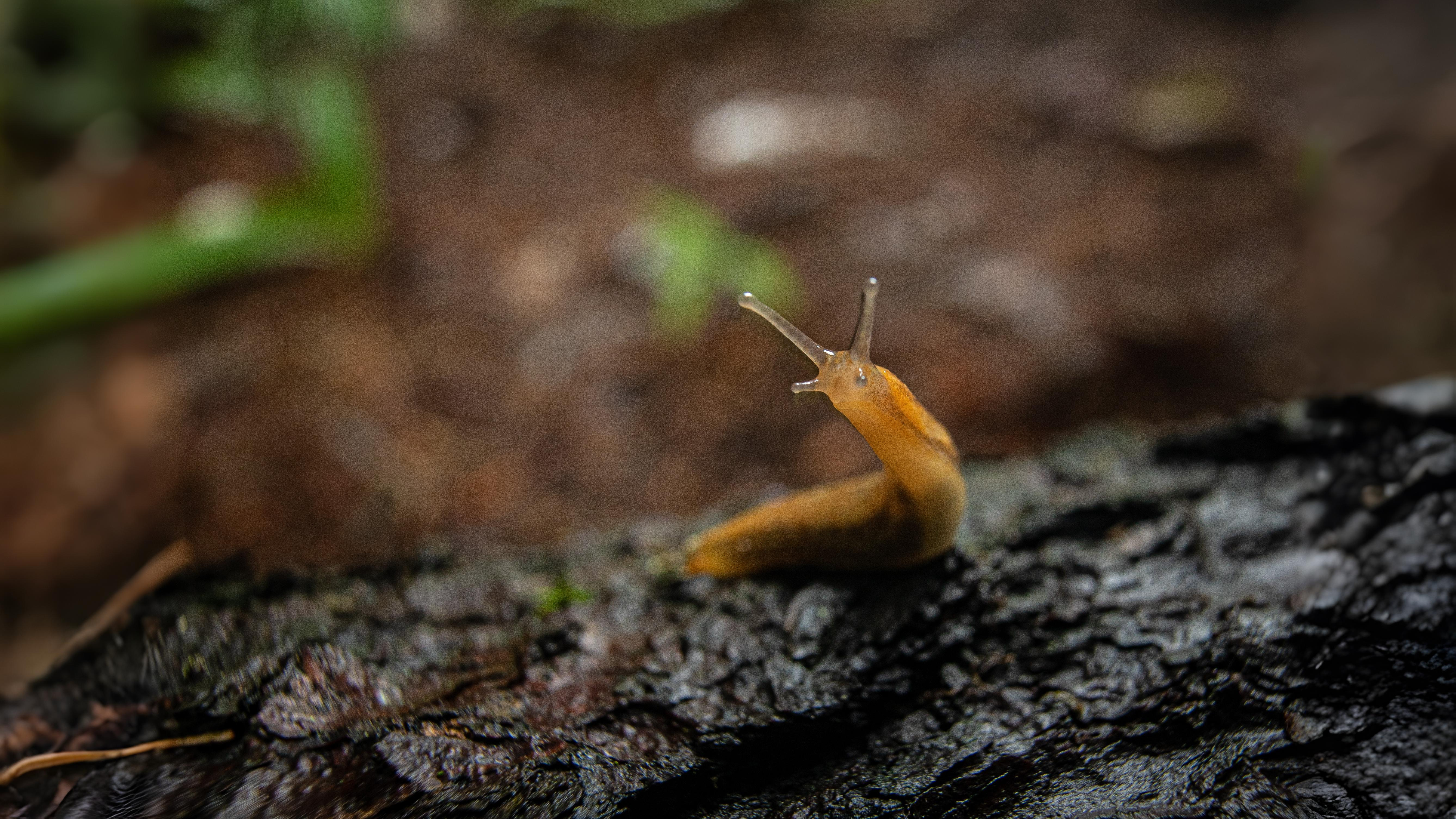 24-Aug The Secret Life of Slugs Section Image