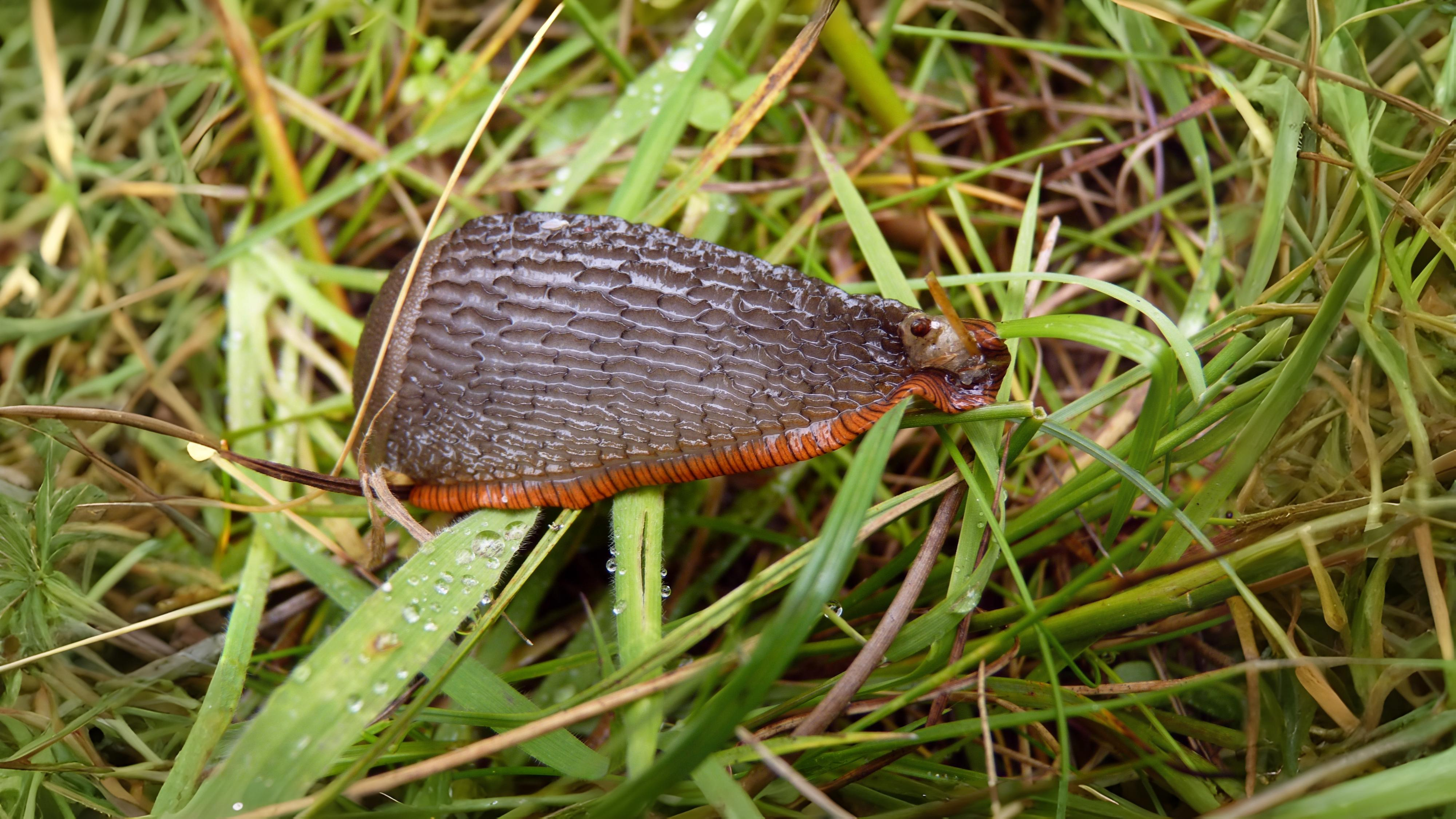 24-Aug The Secret Life of Slugs Section Image