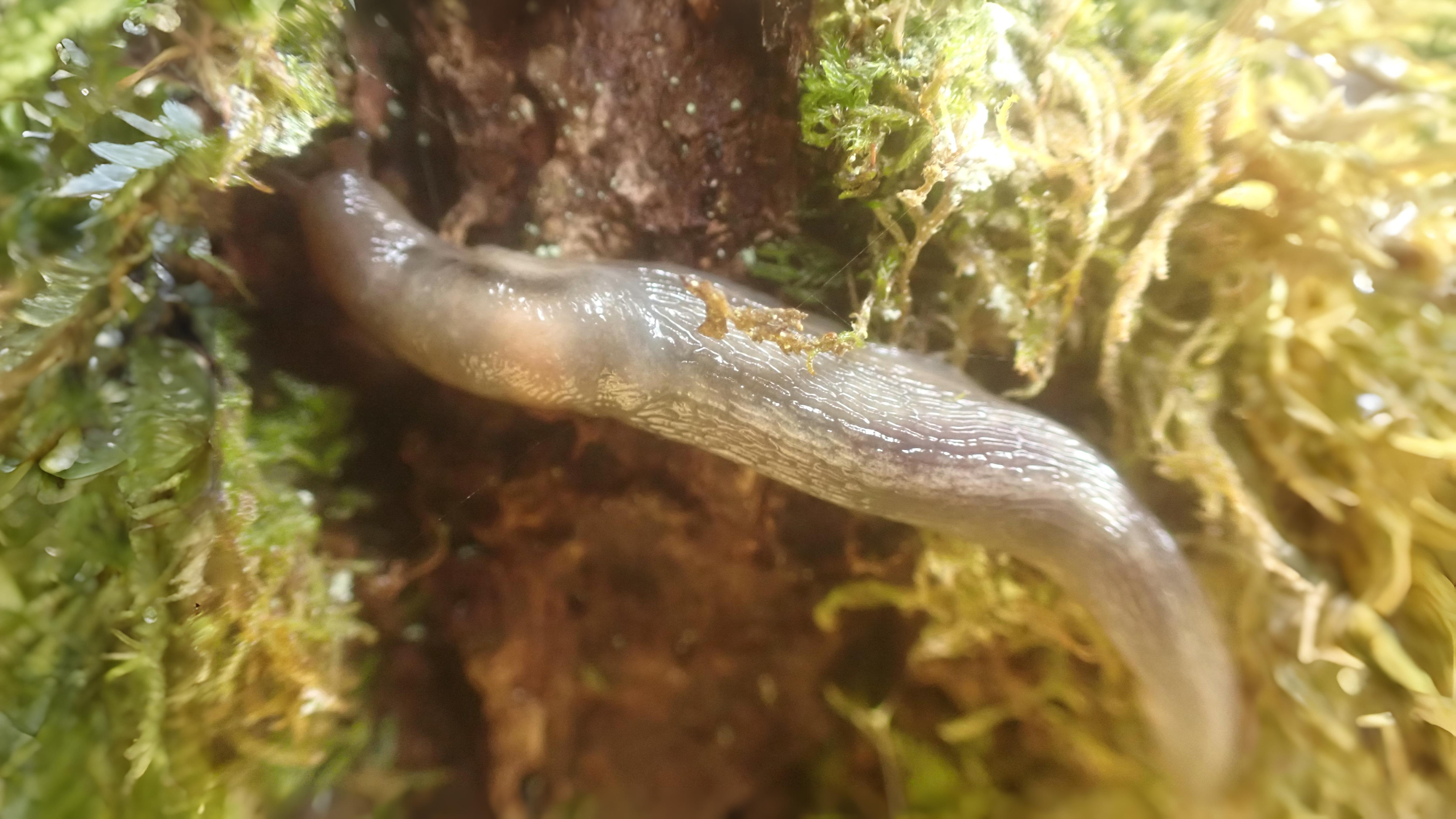 24-Aug The Secret Life of Slugs Section Image