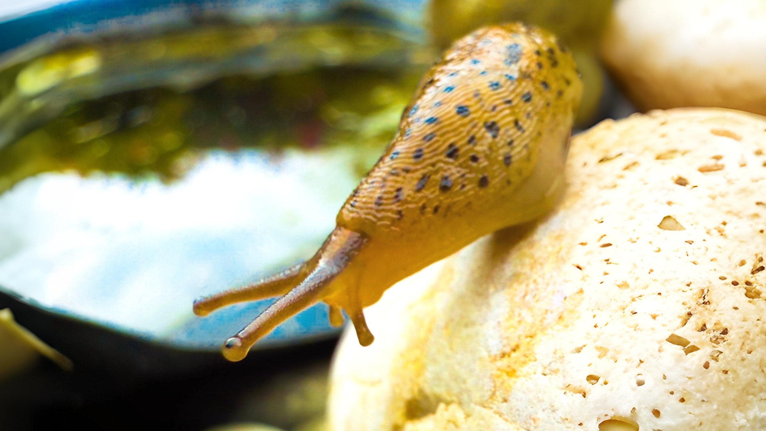 24-Aug The Secret Life of Slugs Section Image