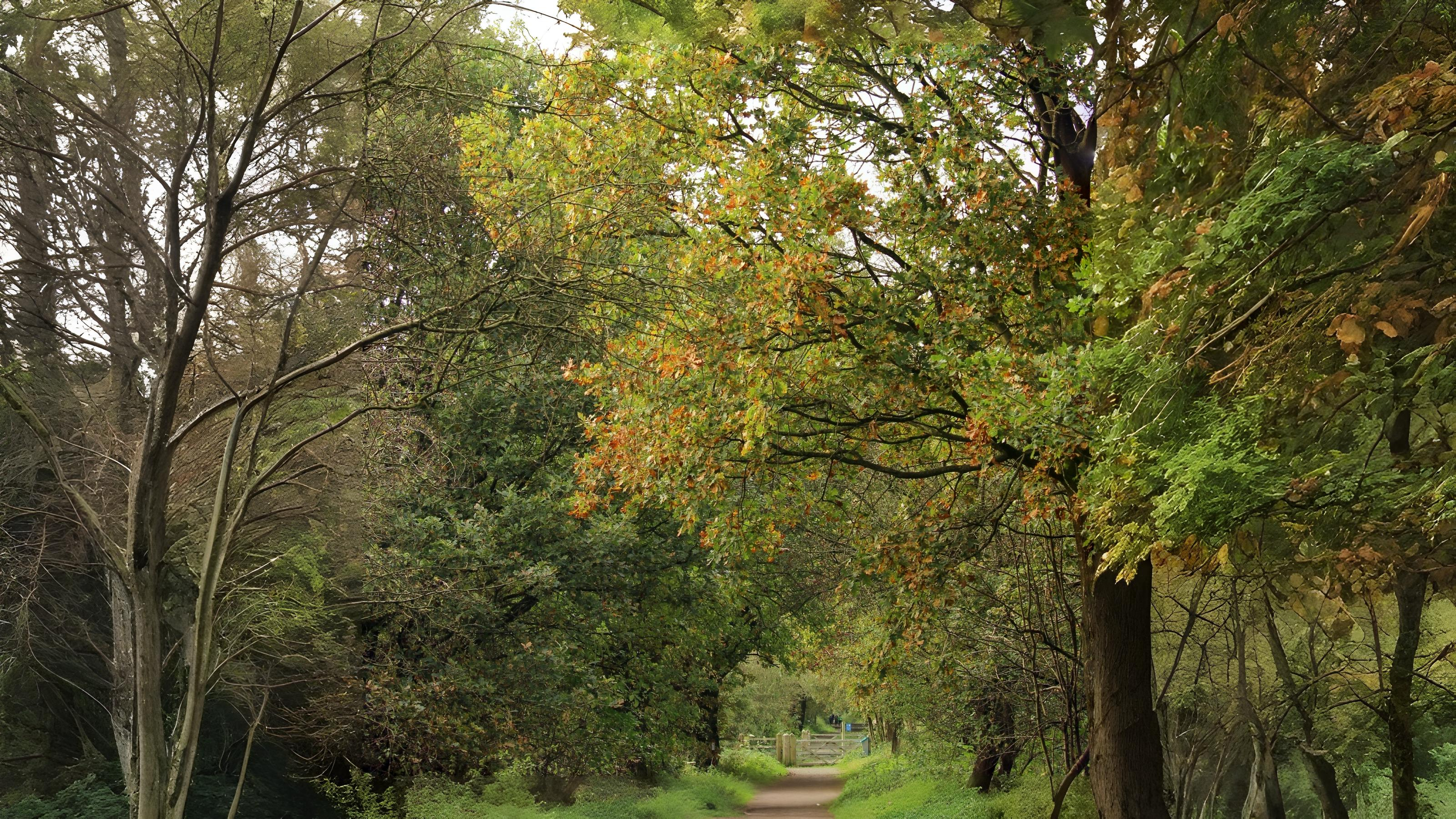 25-Aug August in the Trees Section Image