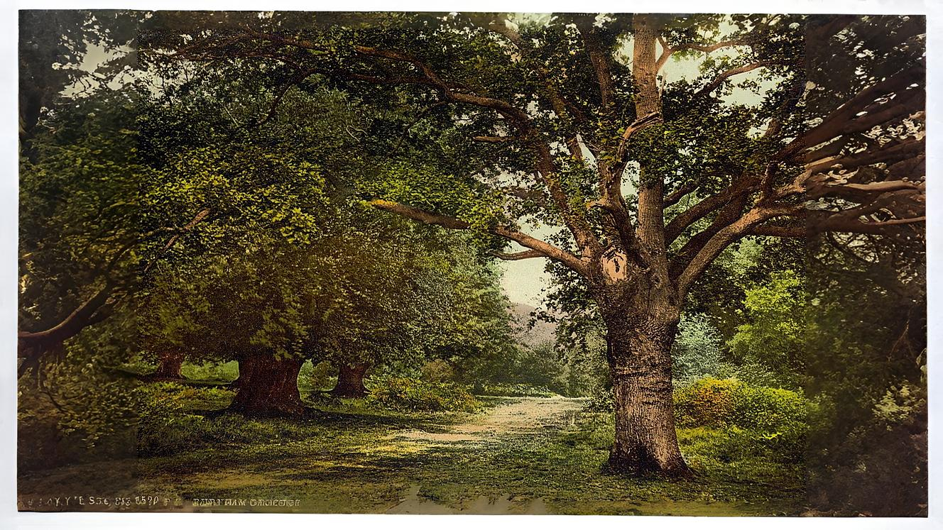 25-Aug August in the Trees Section Image