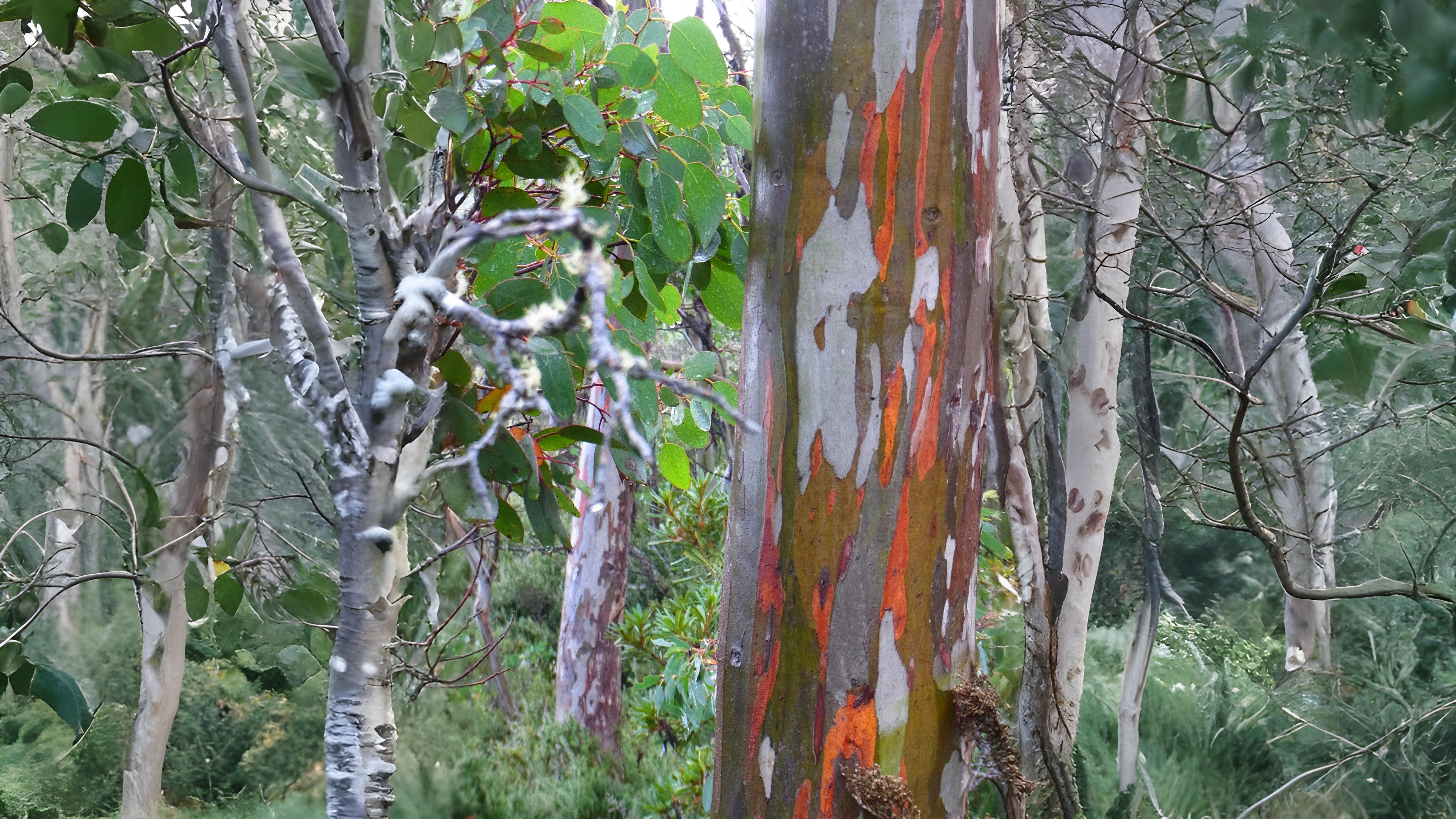 25-Aug August in the Trees Section Image
