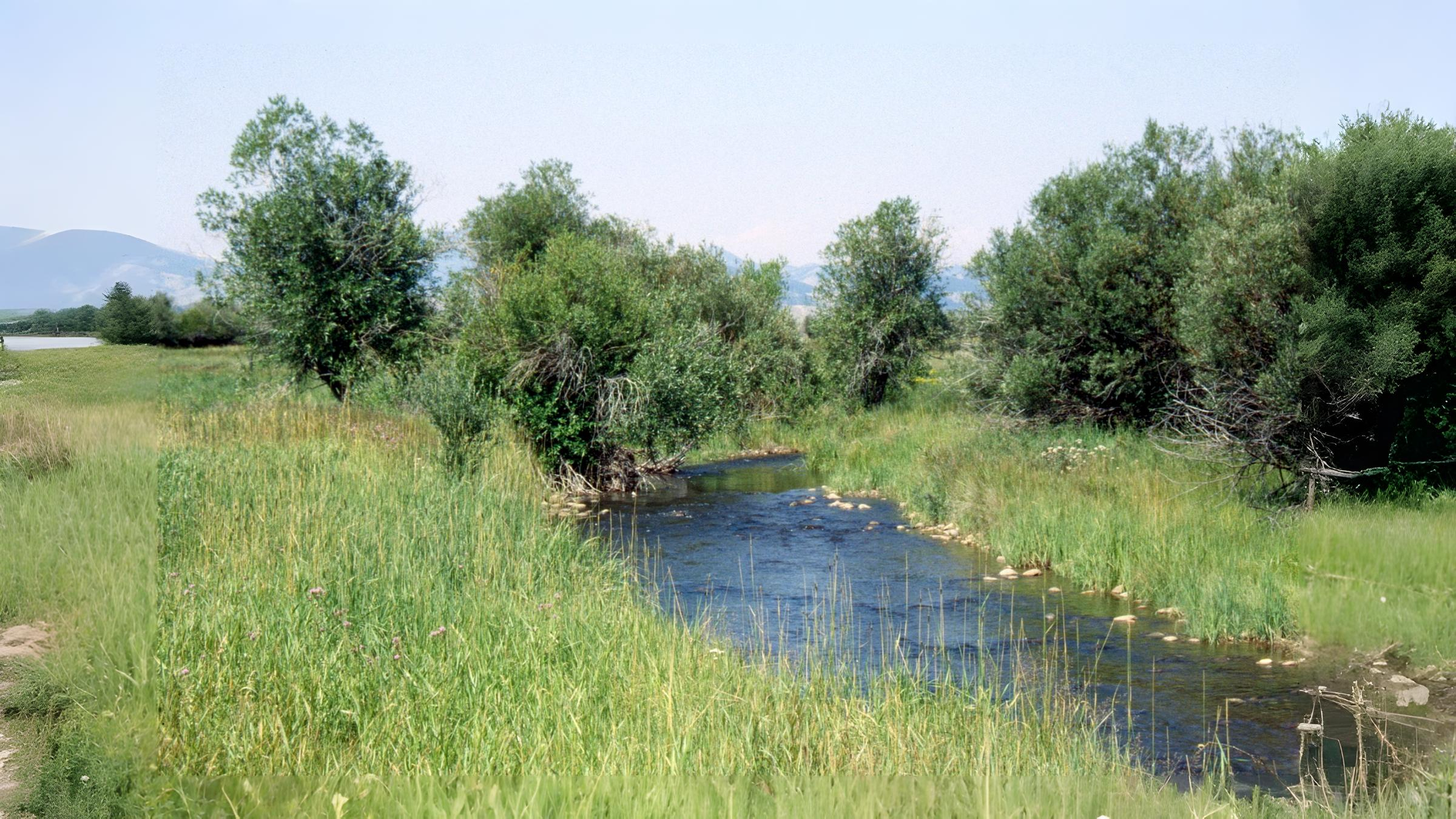 26-Aug Whispers of the Willow Section Image