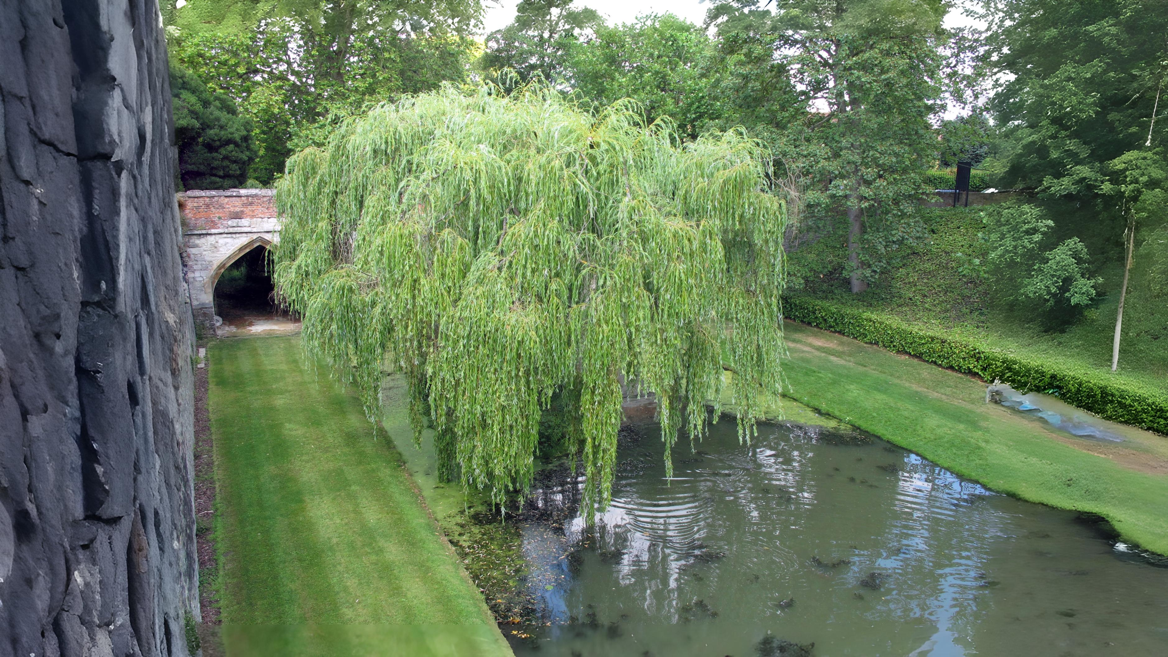 26-Aug Whispers of the Willow Section Image
