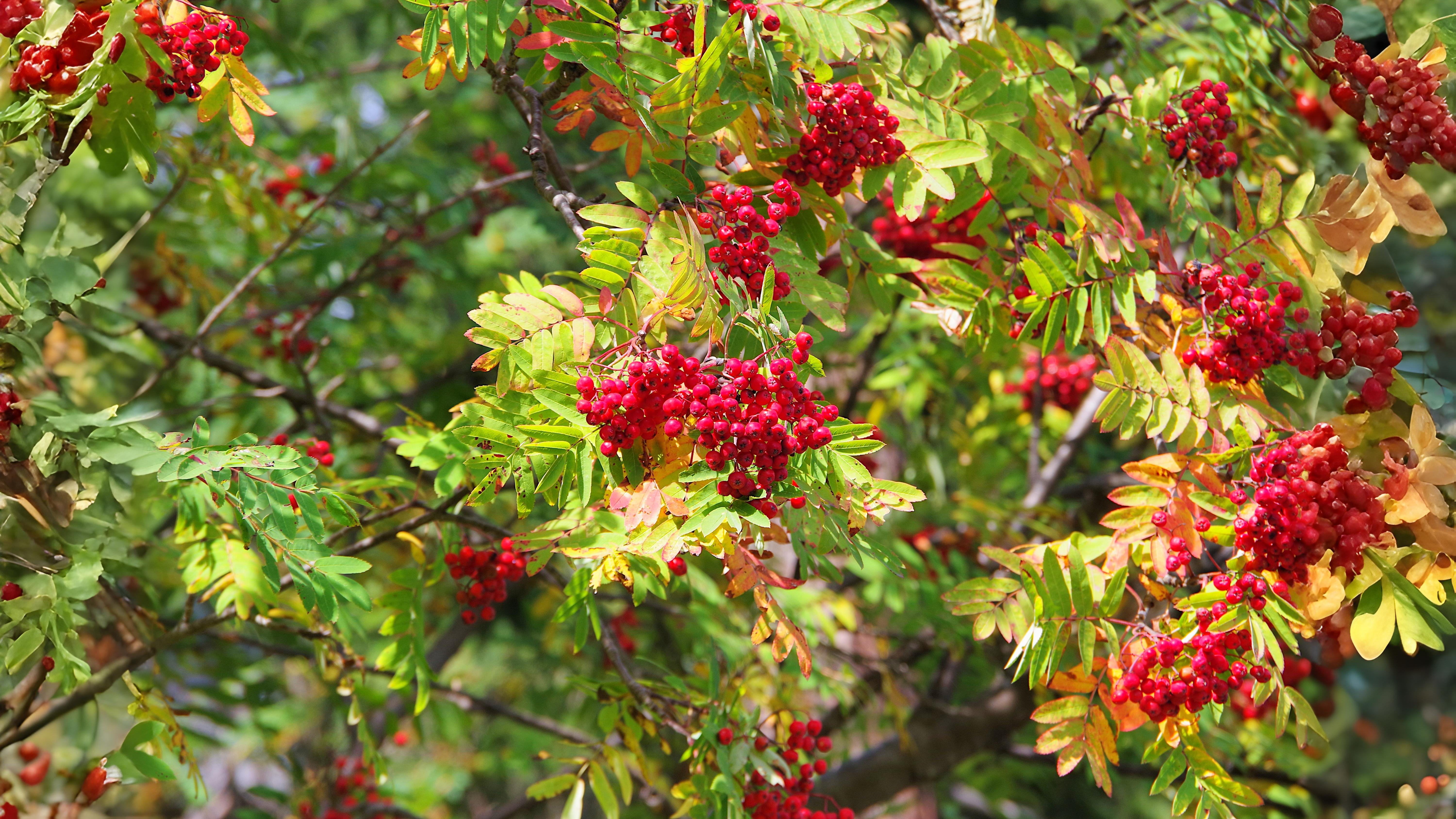 28-Aug August's Bounty of Berries Section Image