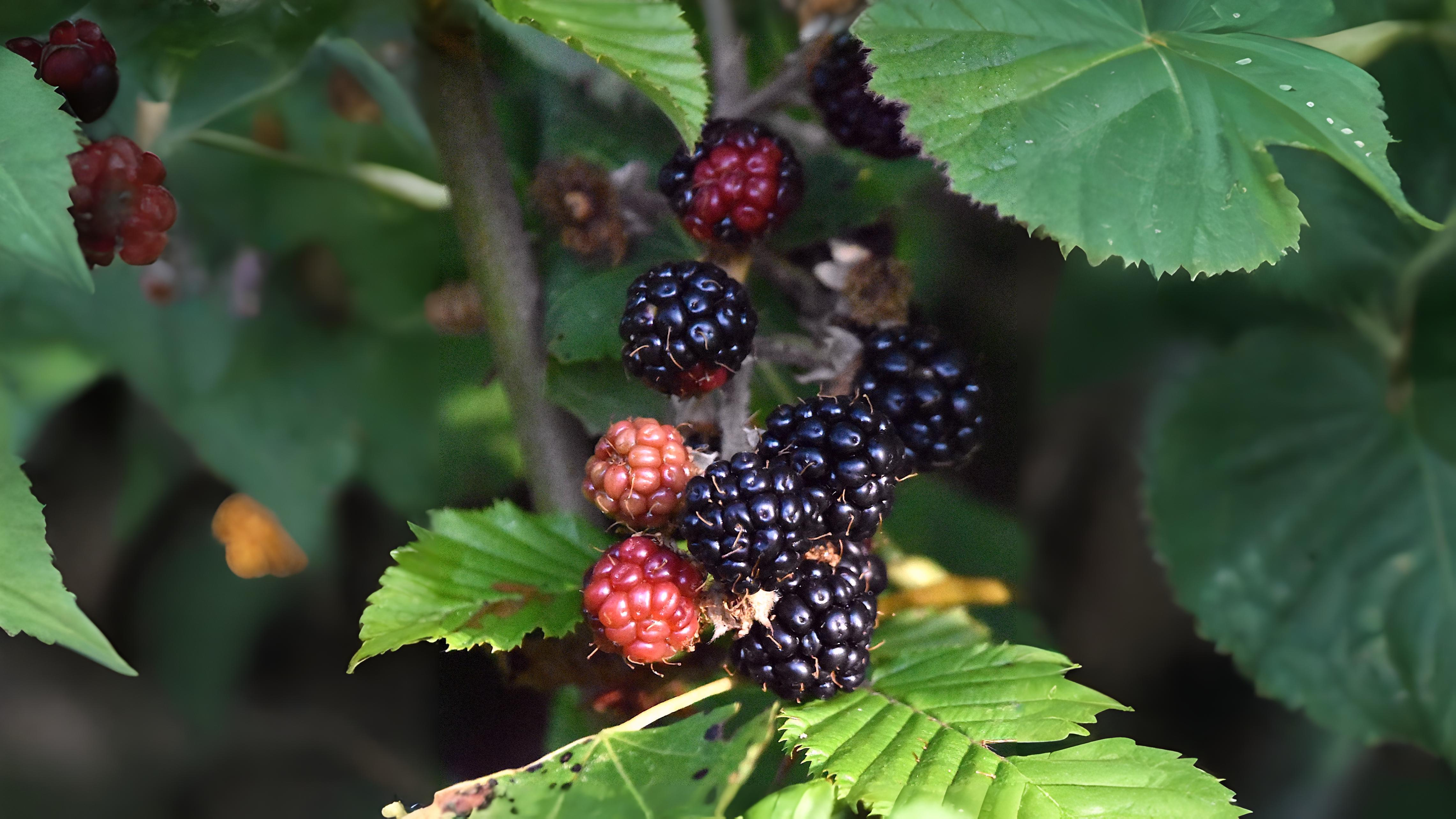 28-Aug August's Bounty of Berries Section Image