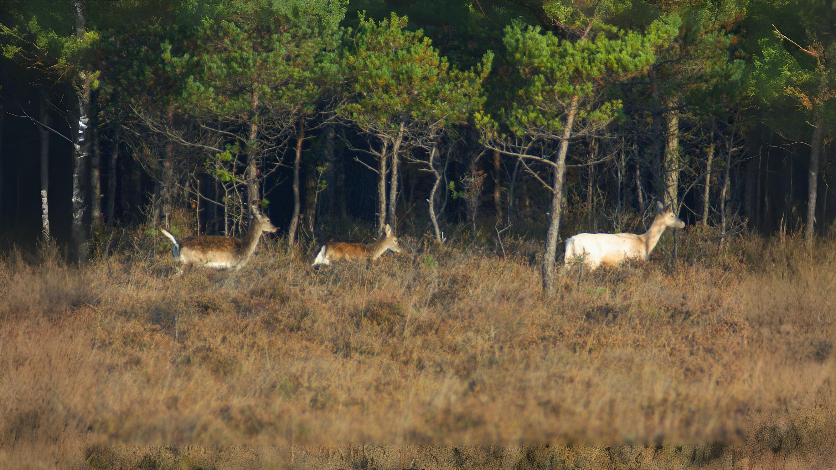 29-Aug August's Animal Encounters Section Image