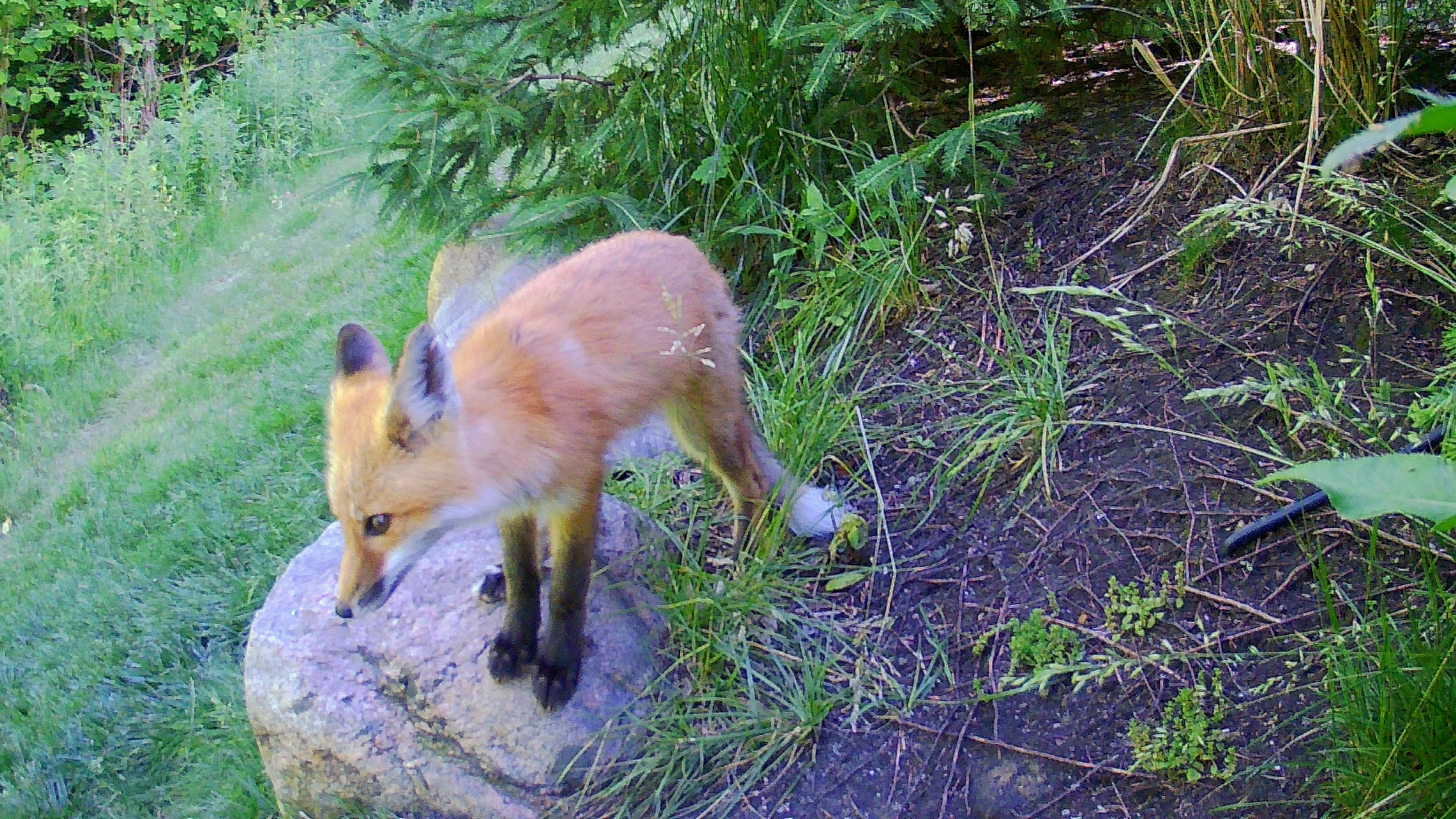 29-Aug August's Animal Encounters Section Image