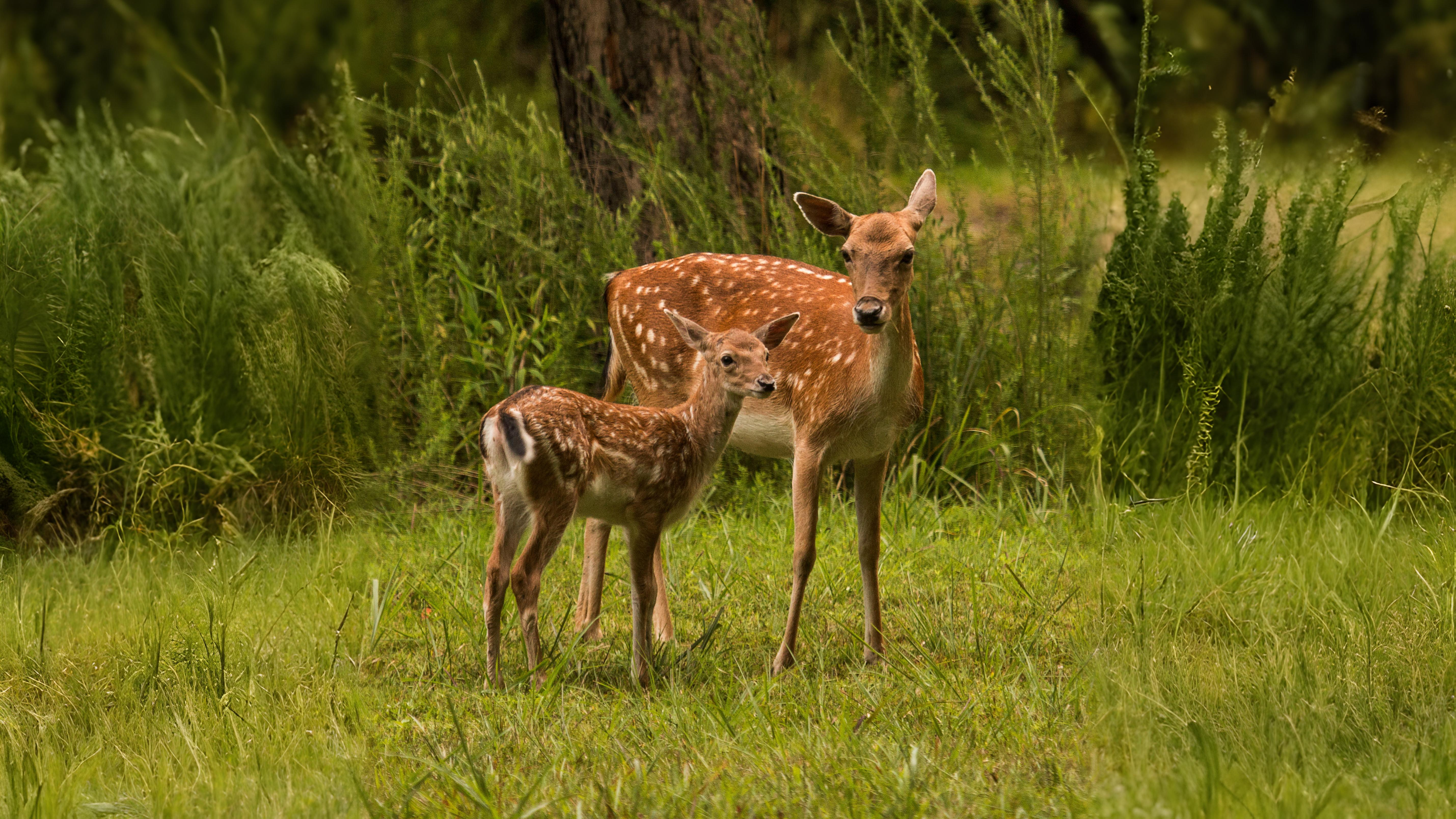 29-Aug August's Animal Encounters Section Image
