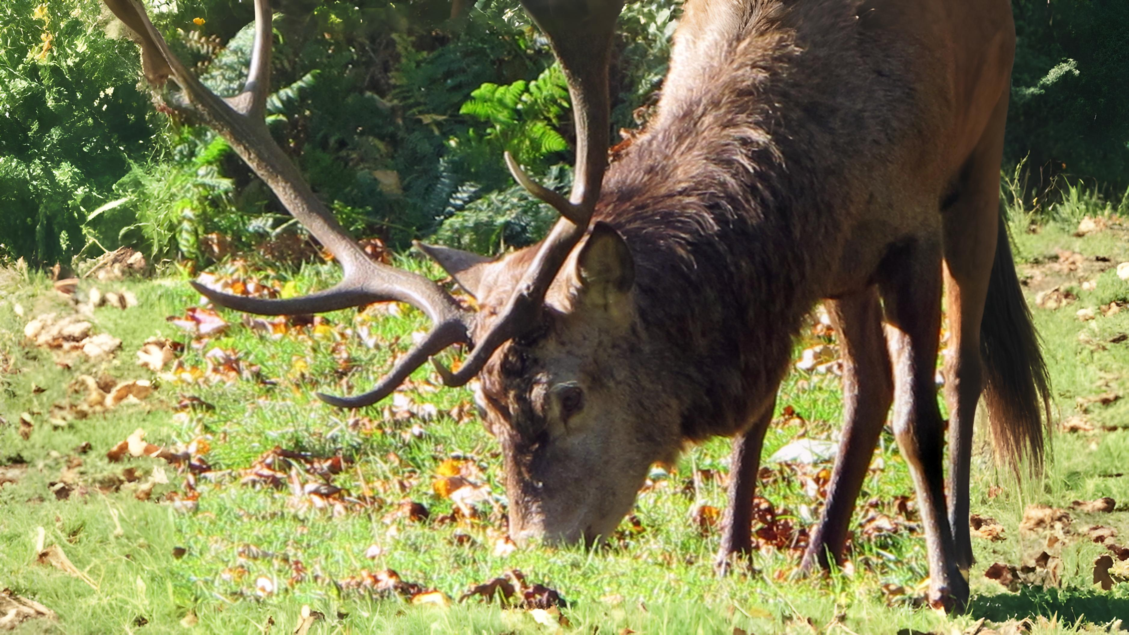 29-Aug August's Animal Encounters Section Image