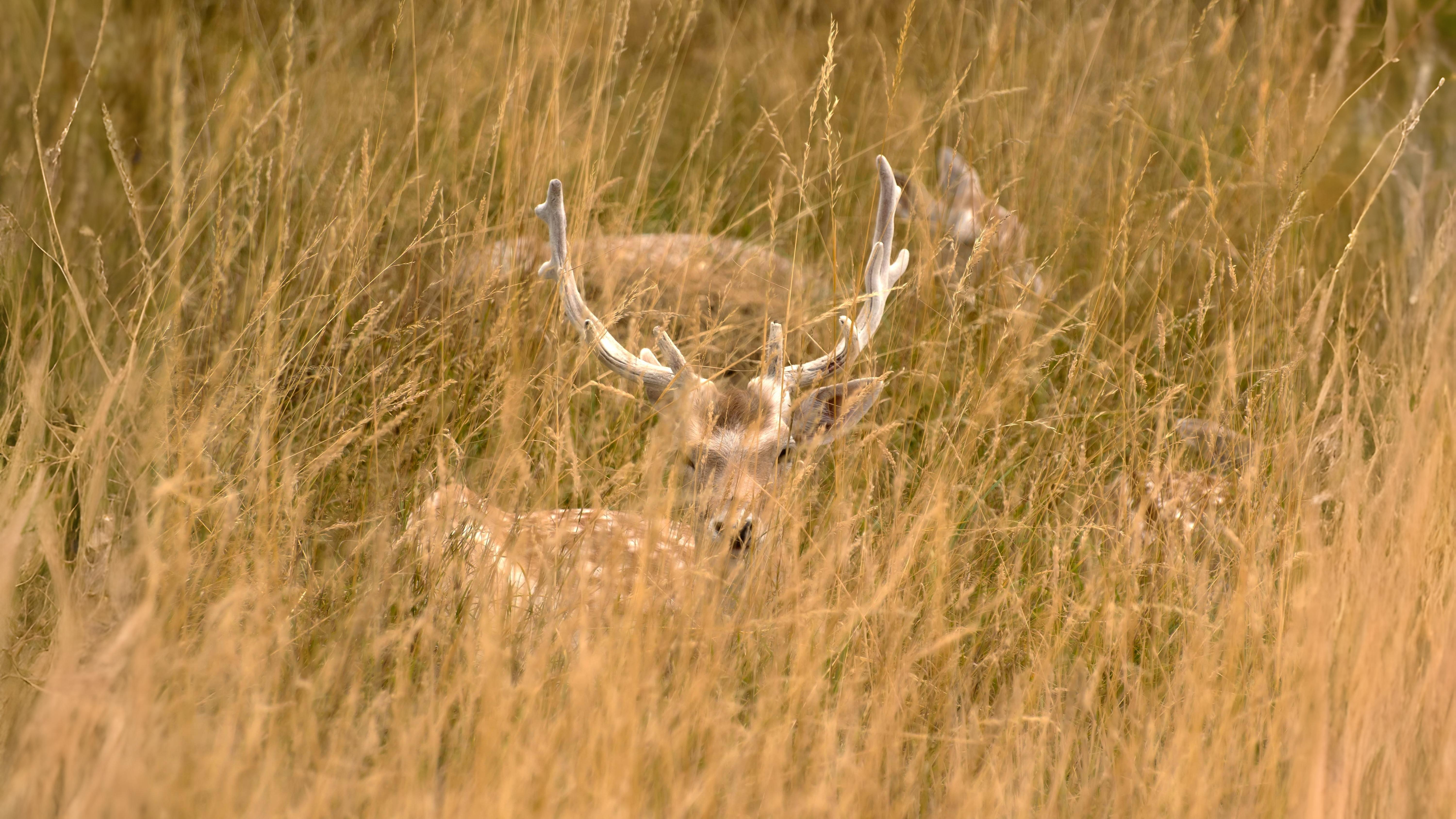 29-Aug August's Animal Encounters Section Image