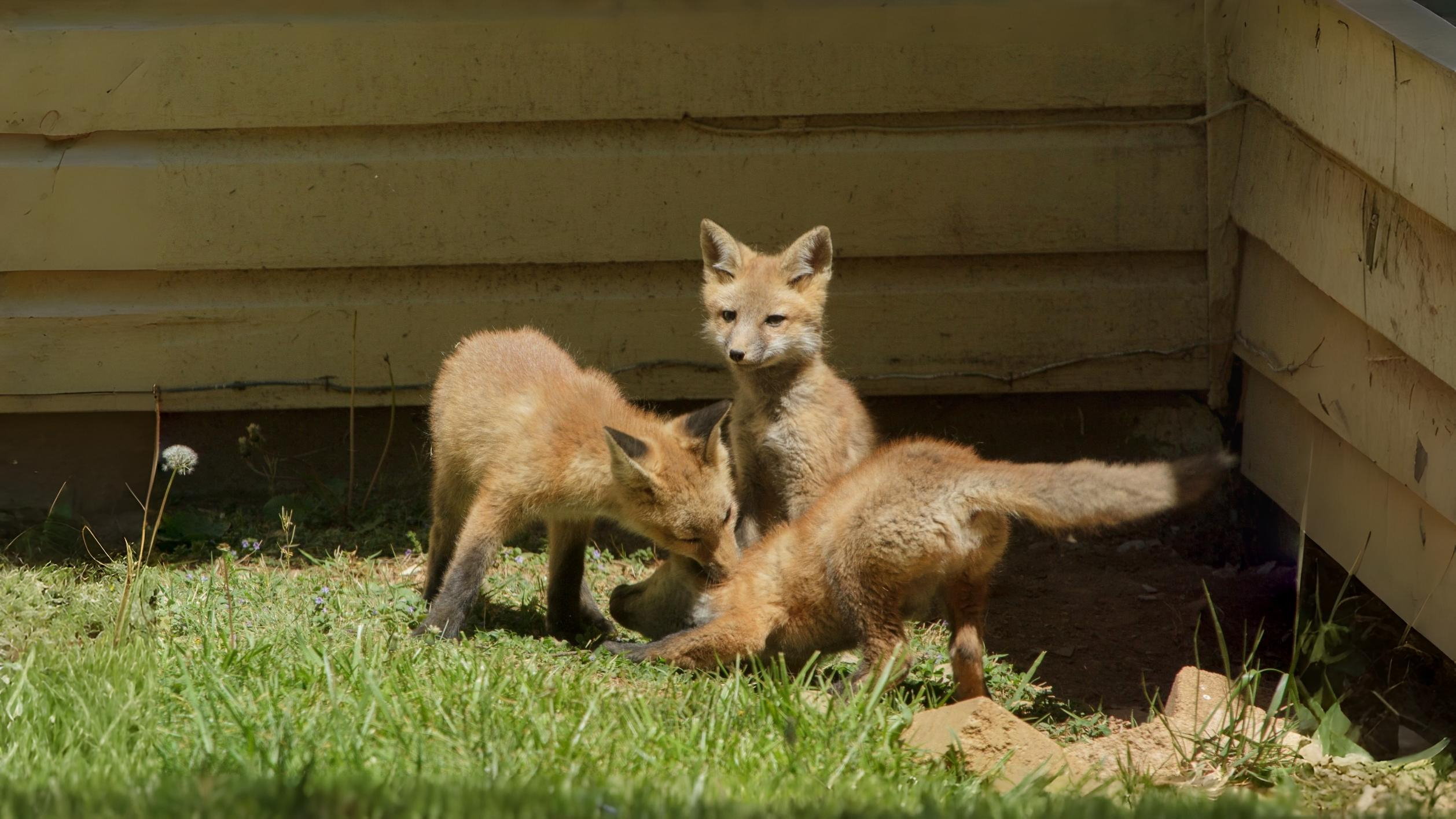 29-Aug August's Animal Encounters Section Image