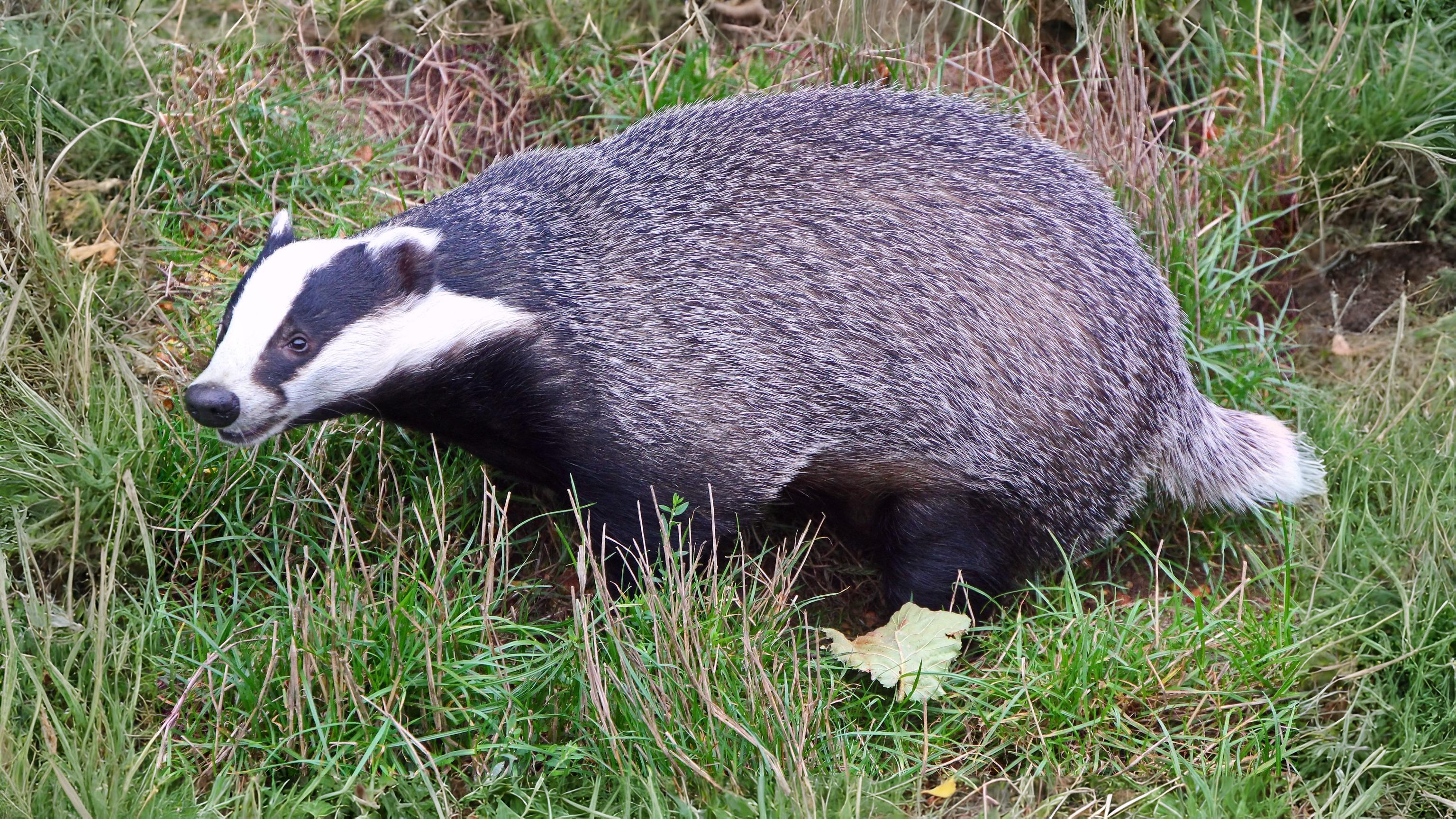 29-Aug August's Animal Encounters Section Image