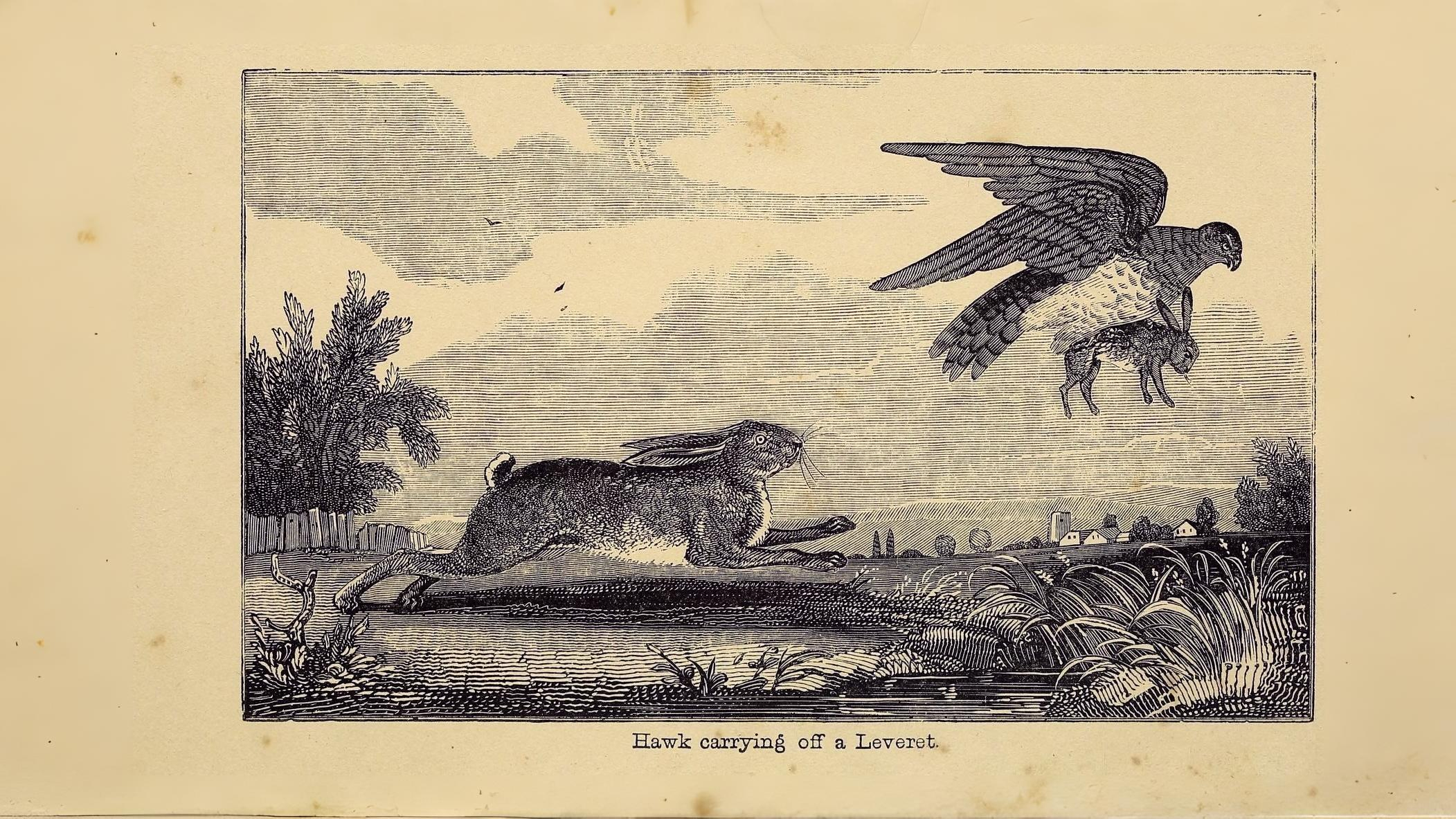 30-Aug August's Young Mammals Section Image