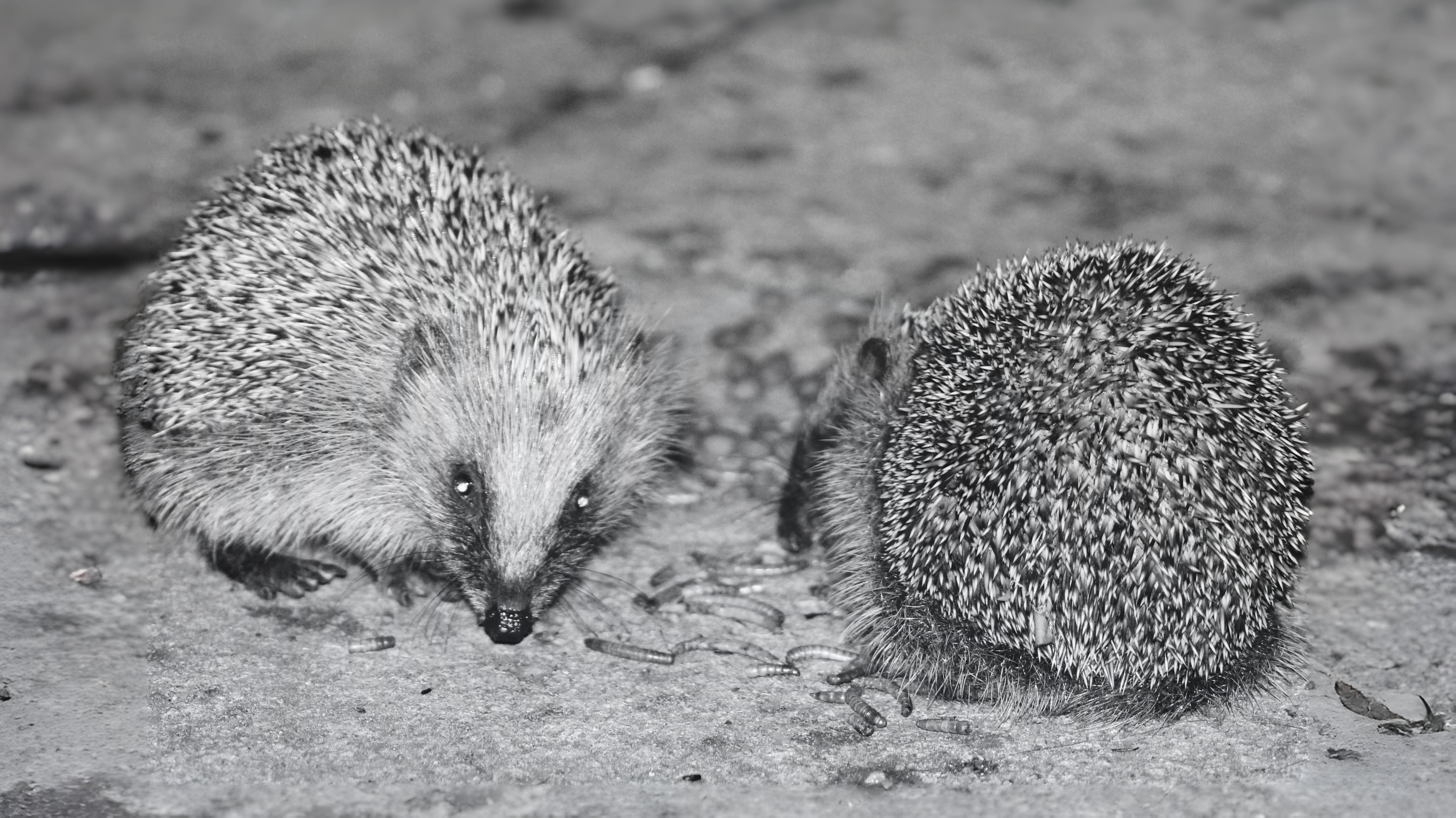 30-Aug August's Young Mammals Section Image