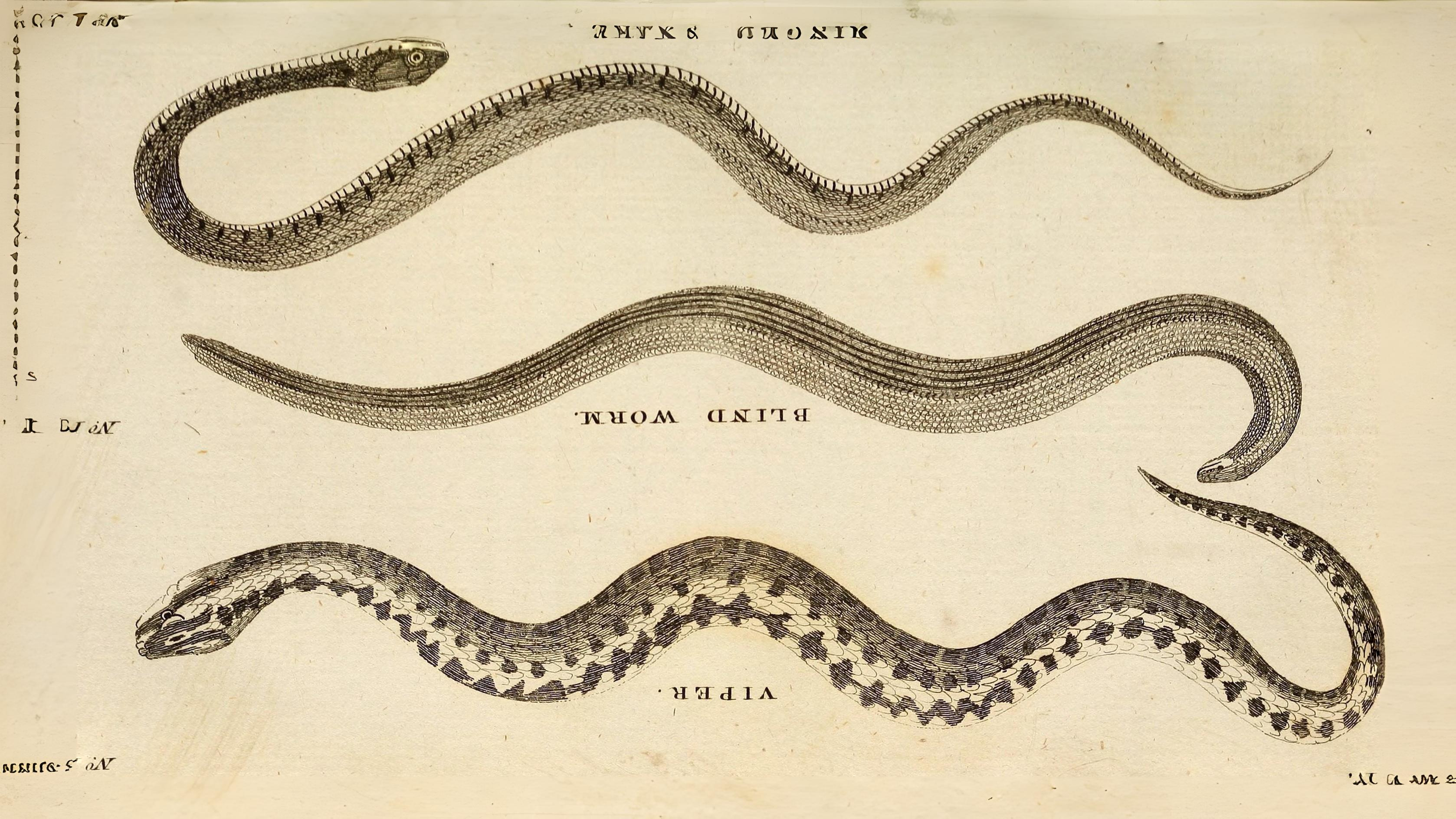 31-Aug August's Reptiles and Amphibians: A World of Minatures Section Image
