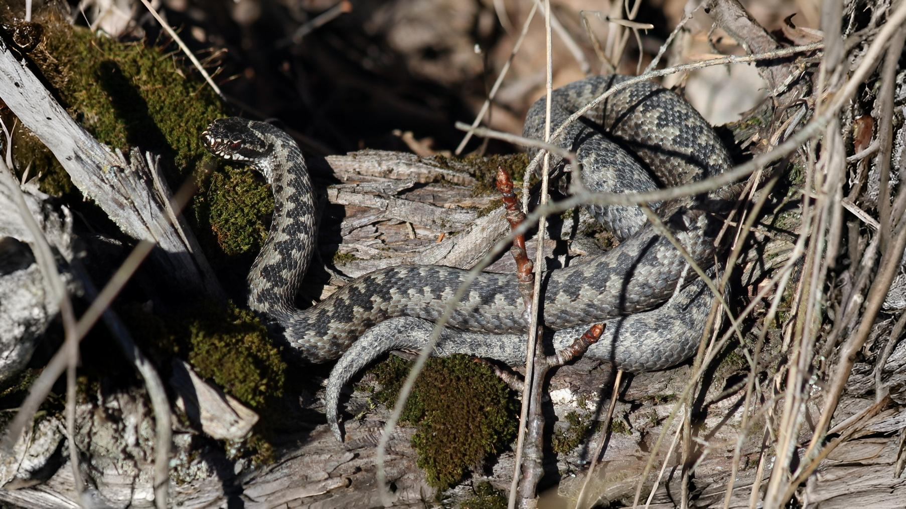 31-Aug August's Reptiles and Amphibians: A World of Minatures Section Image