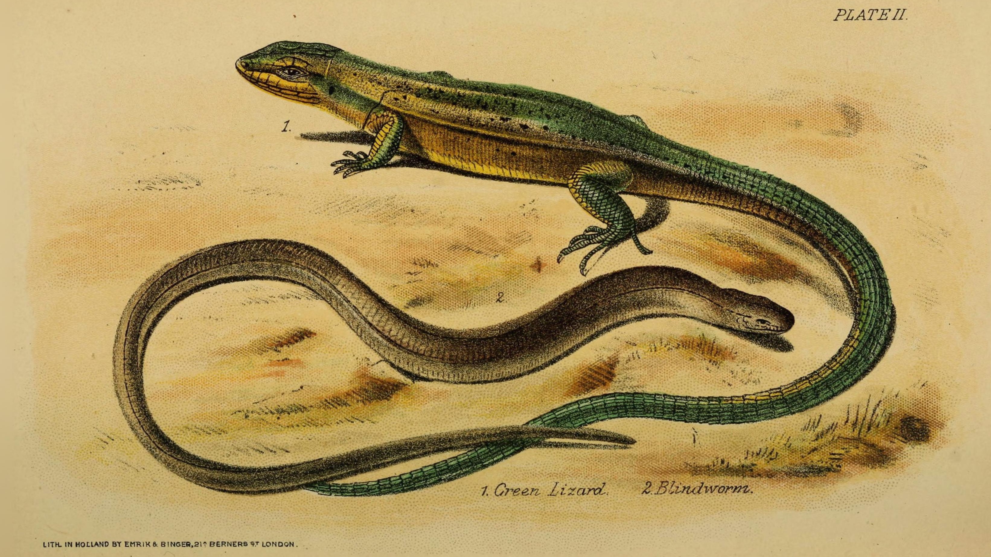 31-Aug August's Reptiles and Amphibians: A World of Minatures Section Image