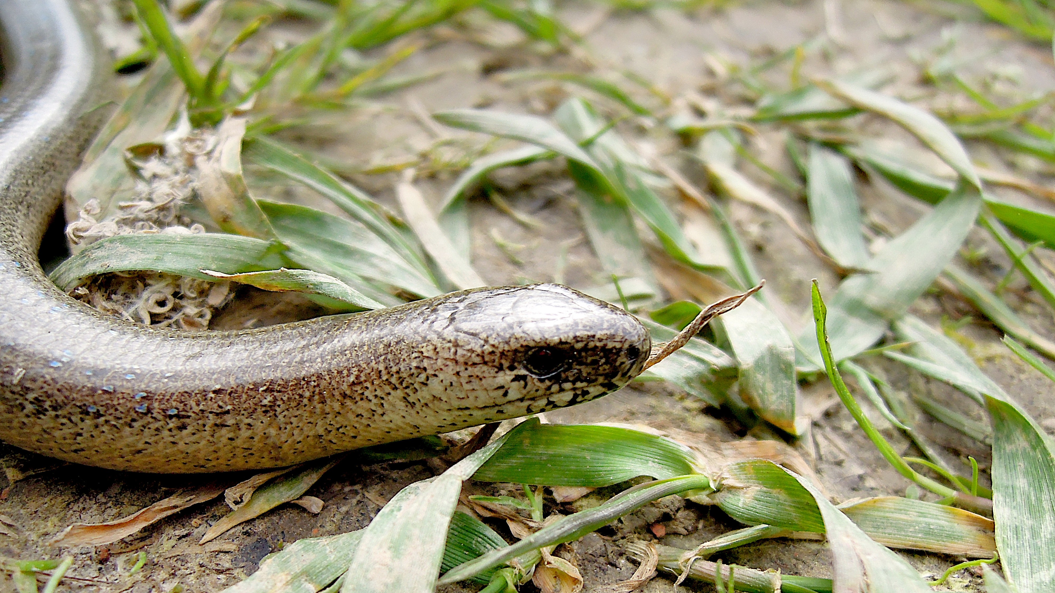 31-Aug August's Reptiles and Amphibians: A World of Minatures Section Image