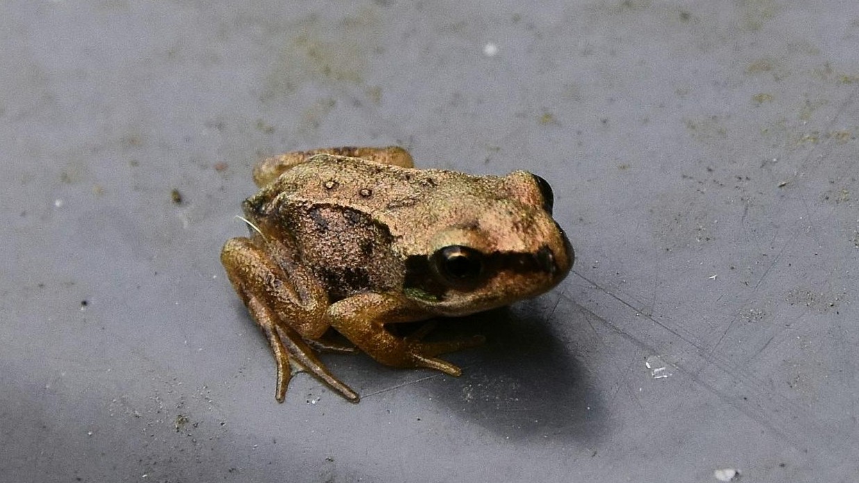 31-Aug August's Reptiles and Amphibians: A World of Minatures Section Image