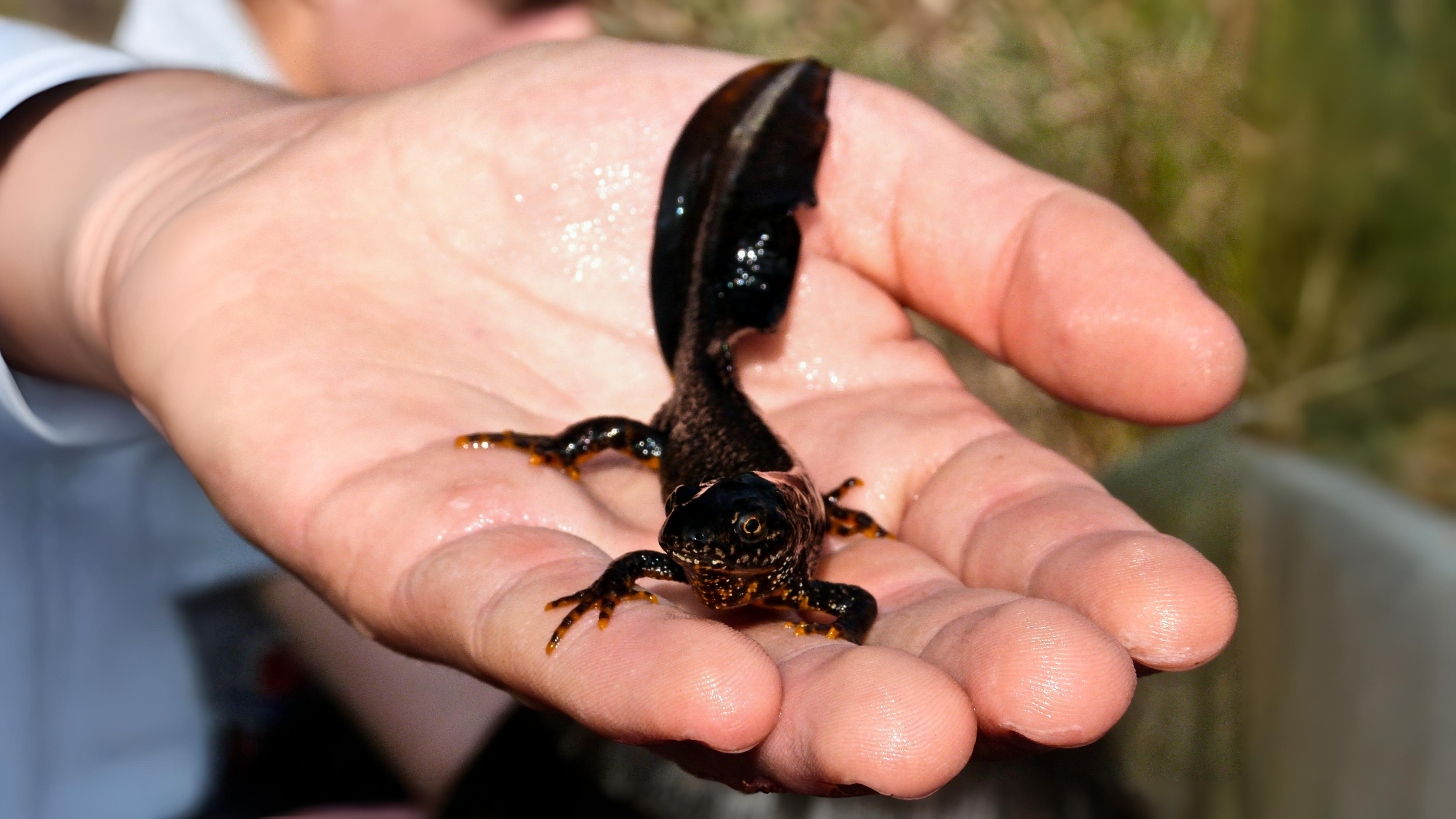 31-Aug August's Reptiles and Amphibians: A World of Minatures Section Image