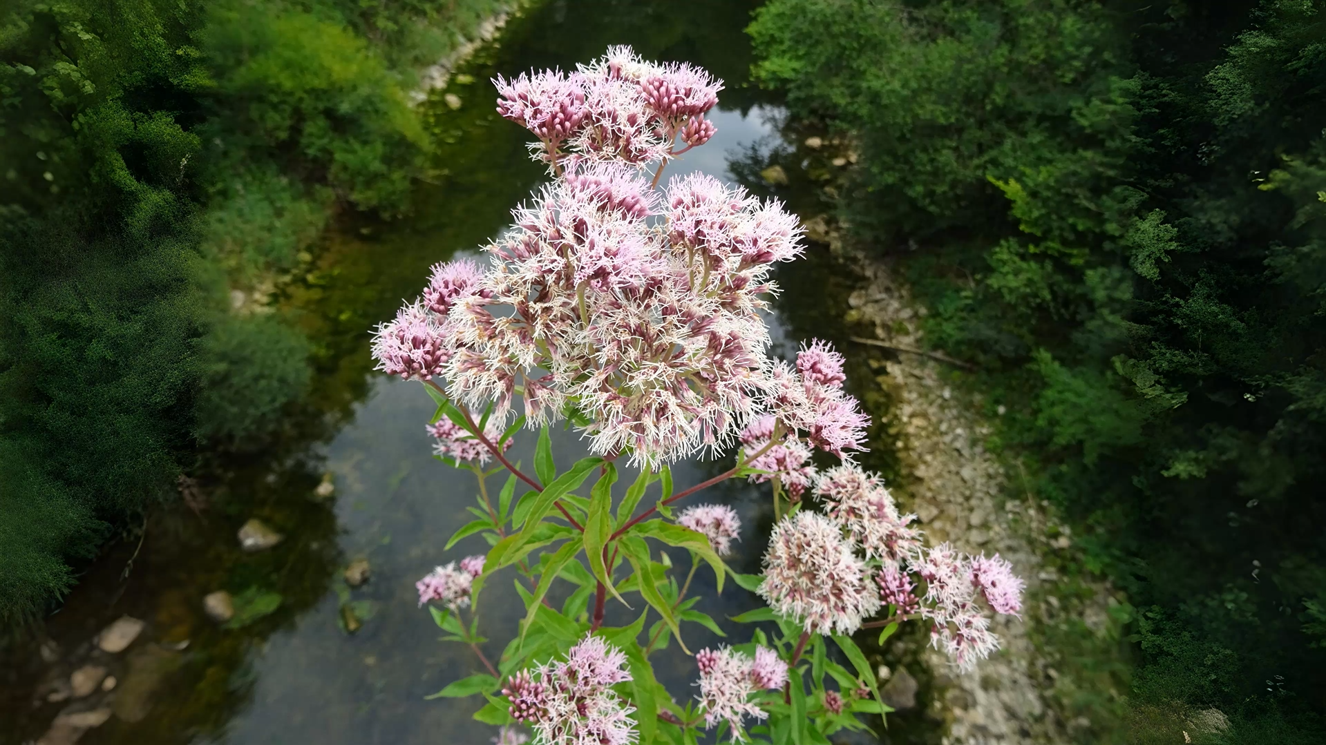 02-Sept September’s Secret Blooms Section Image