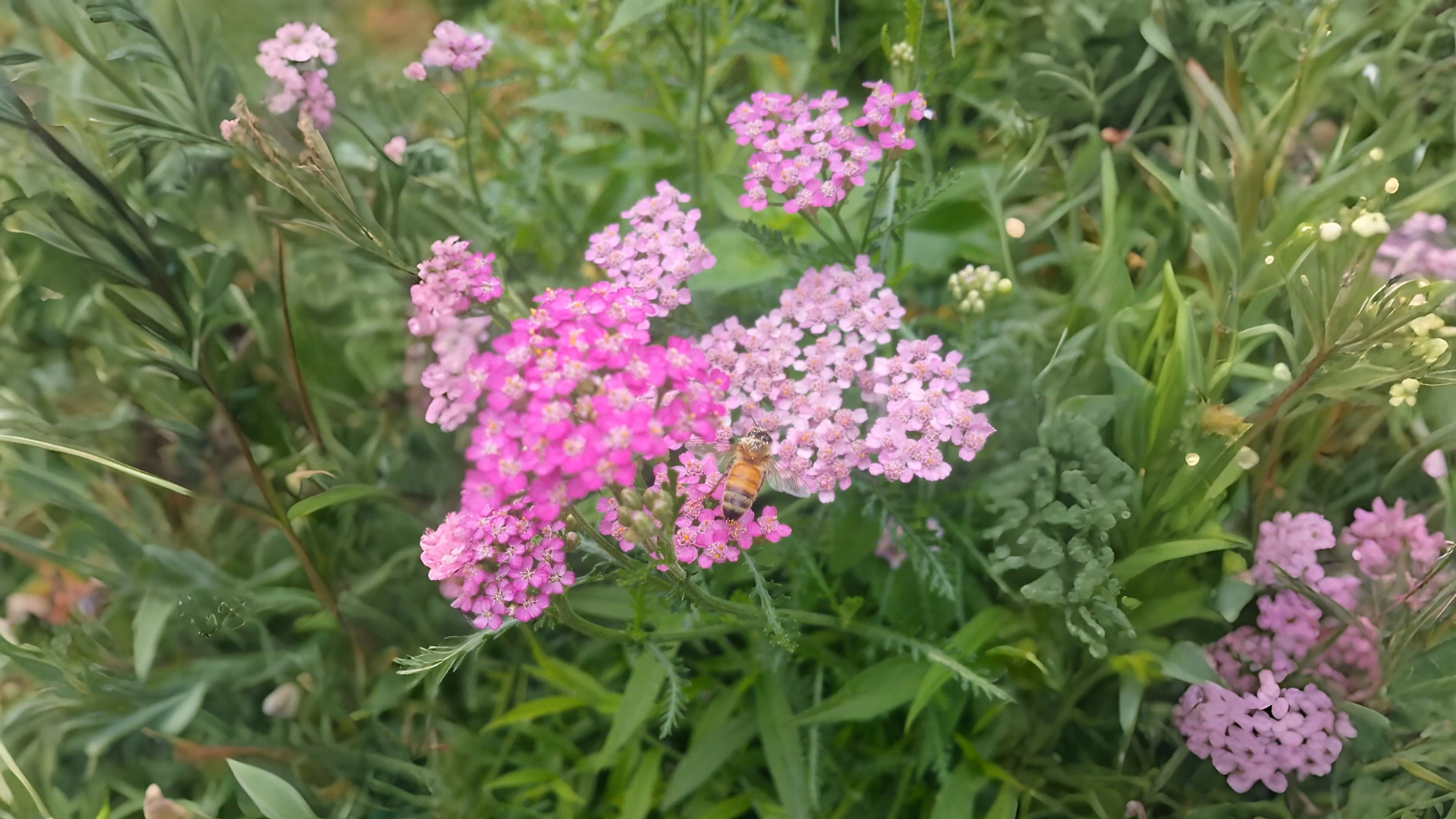 02-Sept September’s Secret Blooms Section Image