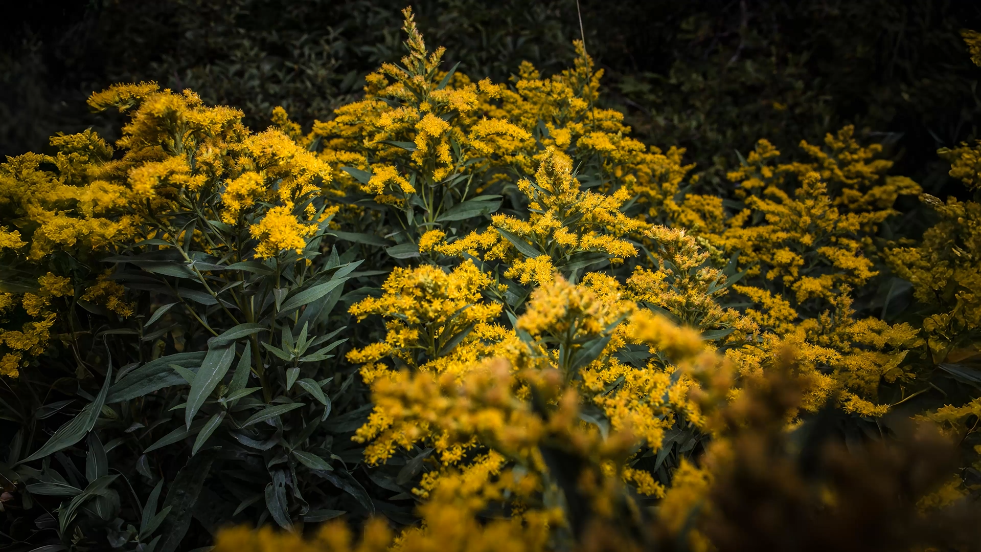 02-Sept September’s Secret Blooms Section Image