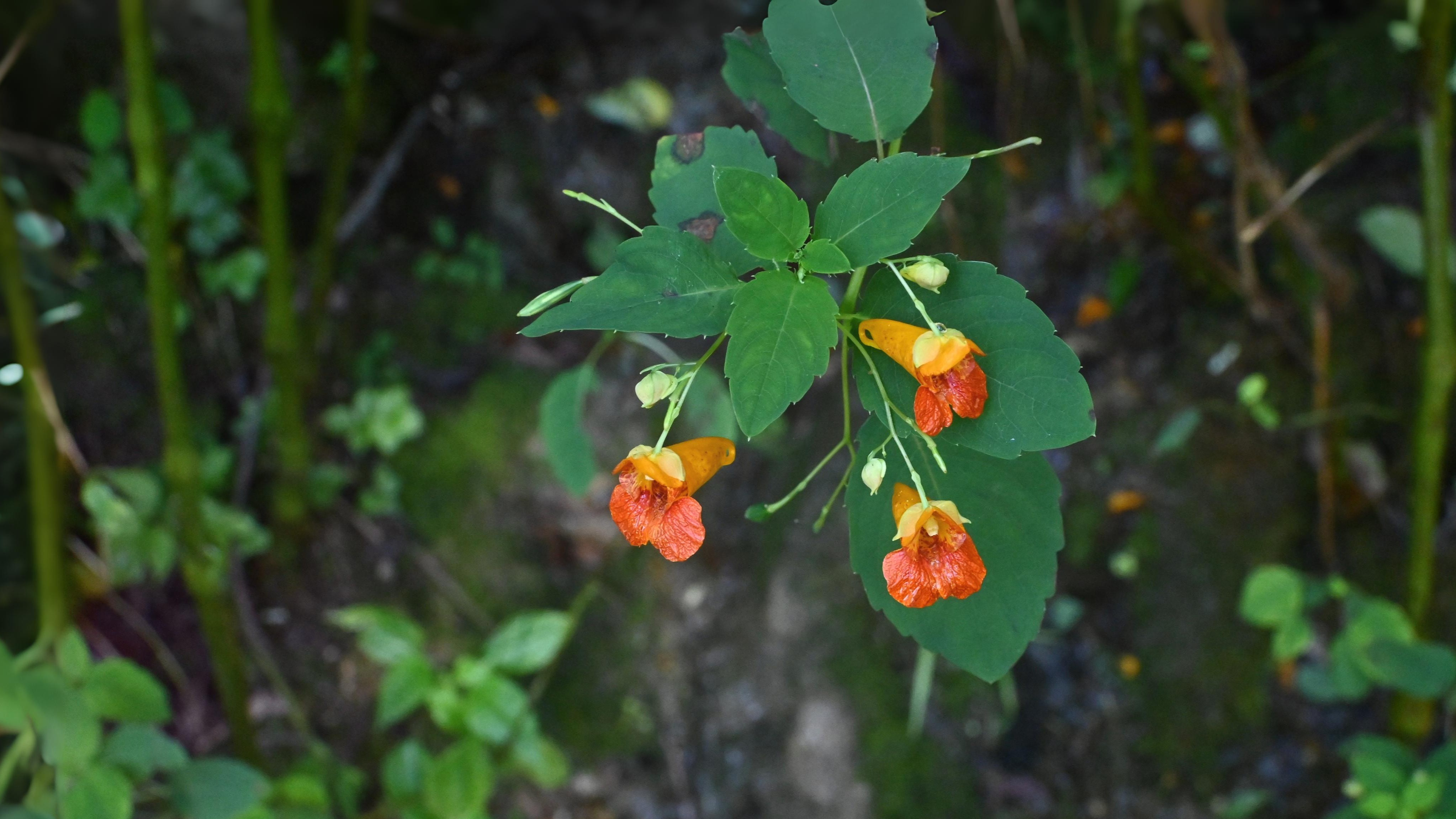 02-Sept September’s Secret Blooms Section Image