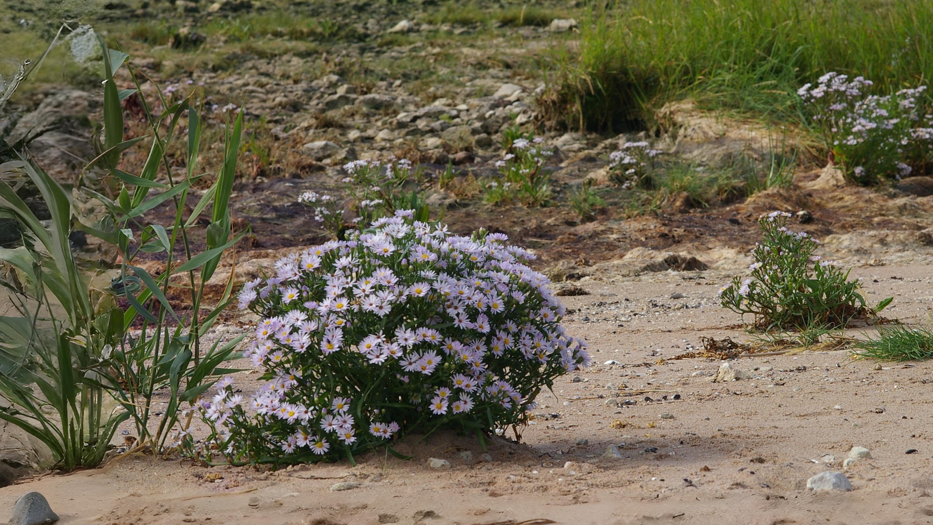 03-Sept September’s Coastal Jewels Section Image