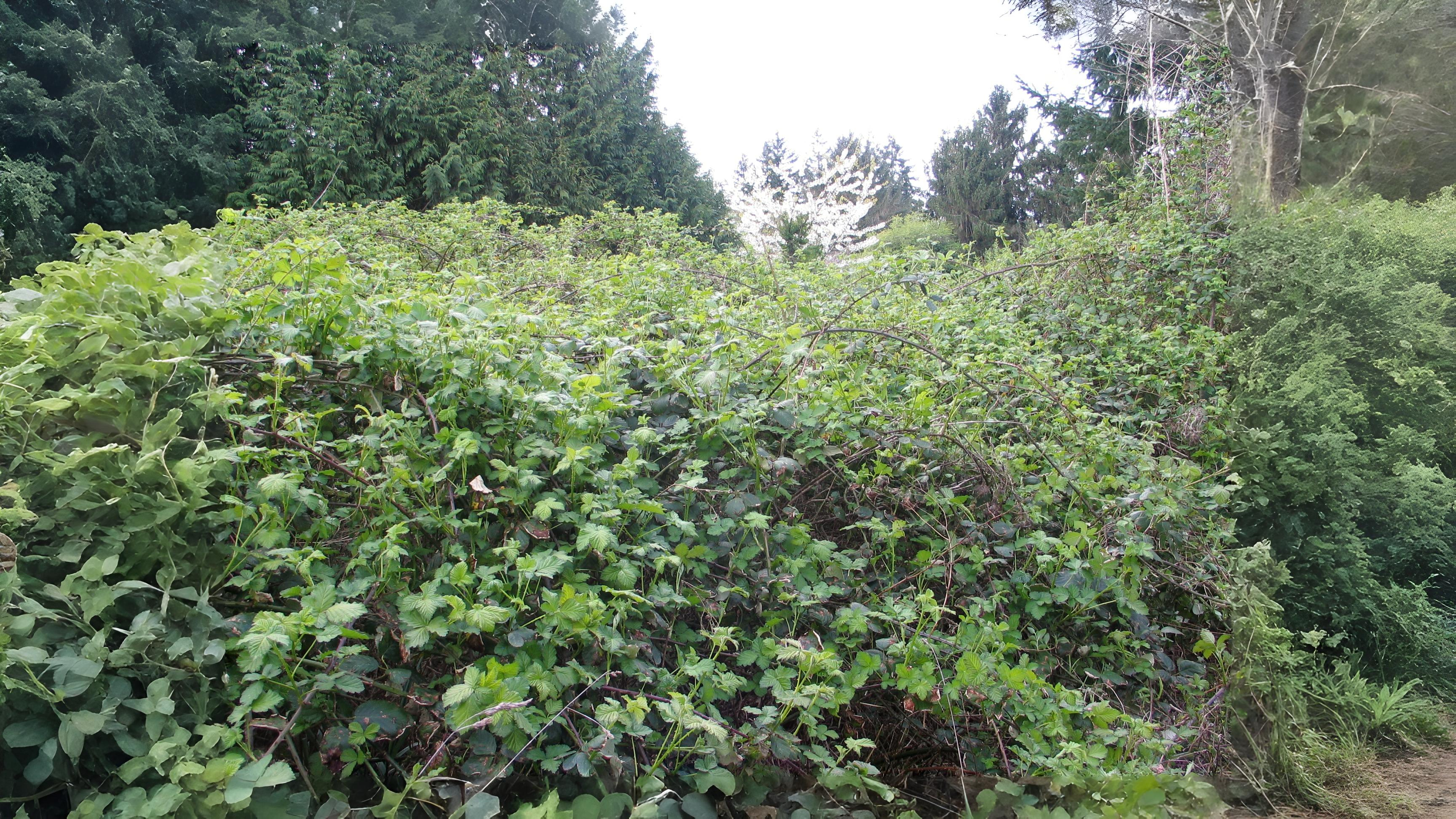 05-Sept Secrets of the Hedgerow Section Image