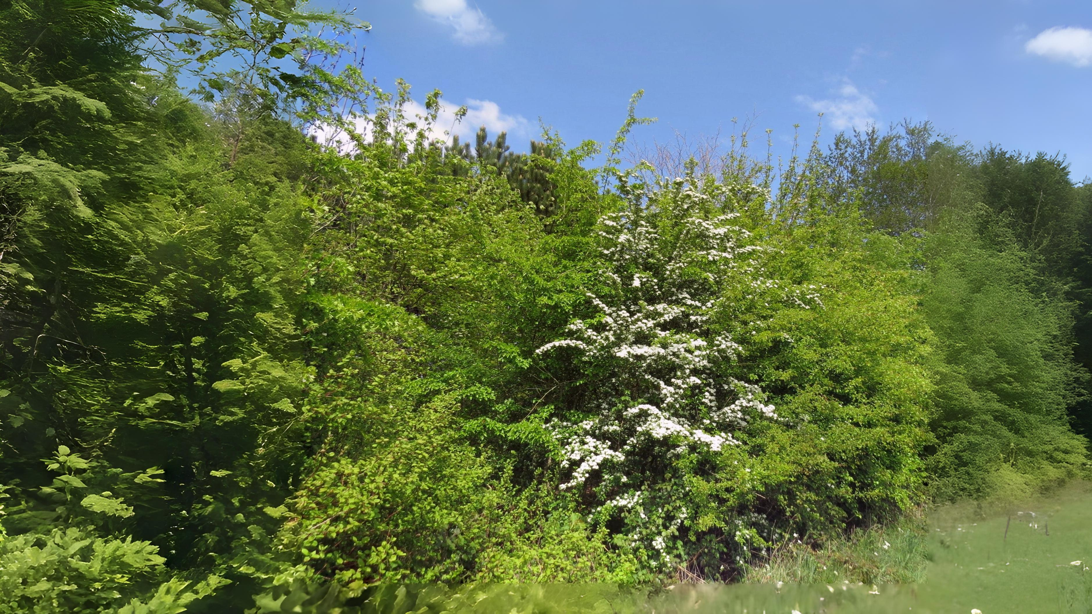 05-Sept Secrets of the Hedgerow Section Image