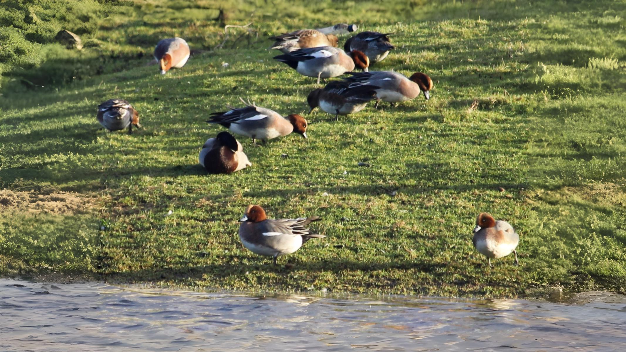 07-Sept Flocks in Flight Section Image