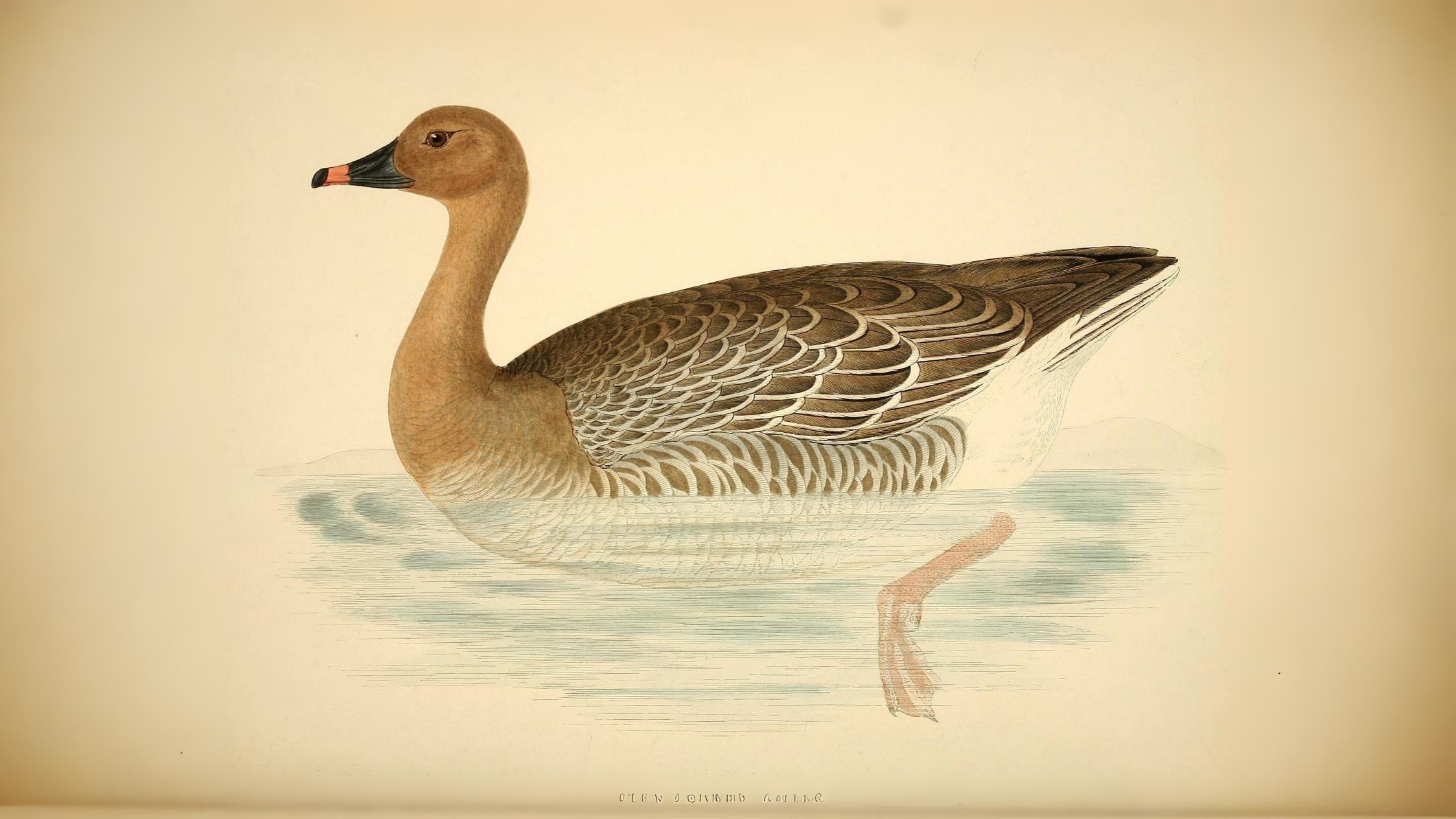 07-Sept Flocks in Flight Section Image
