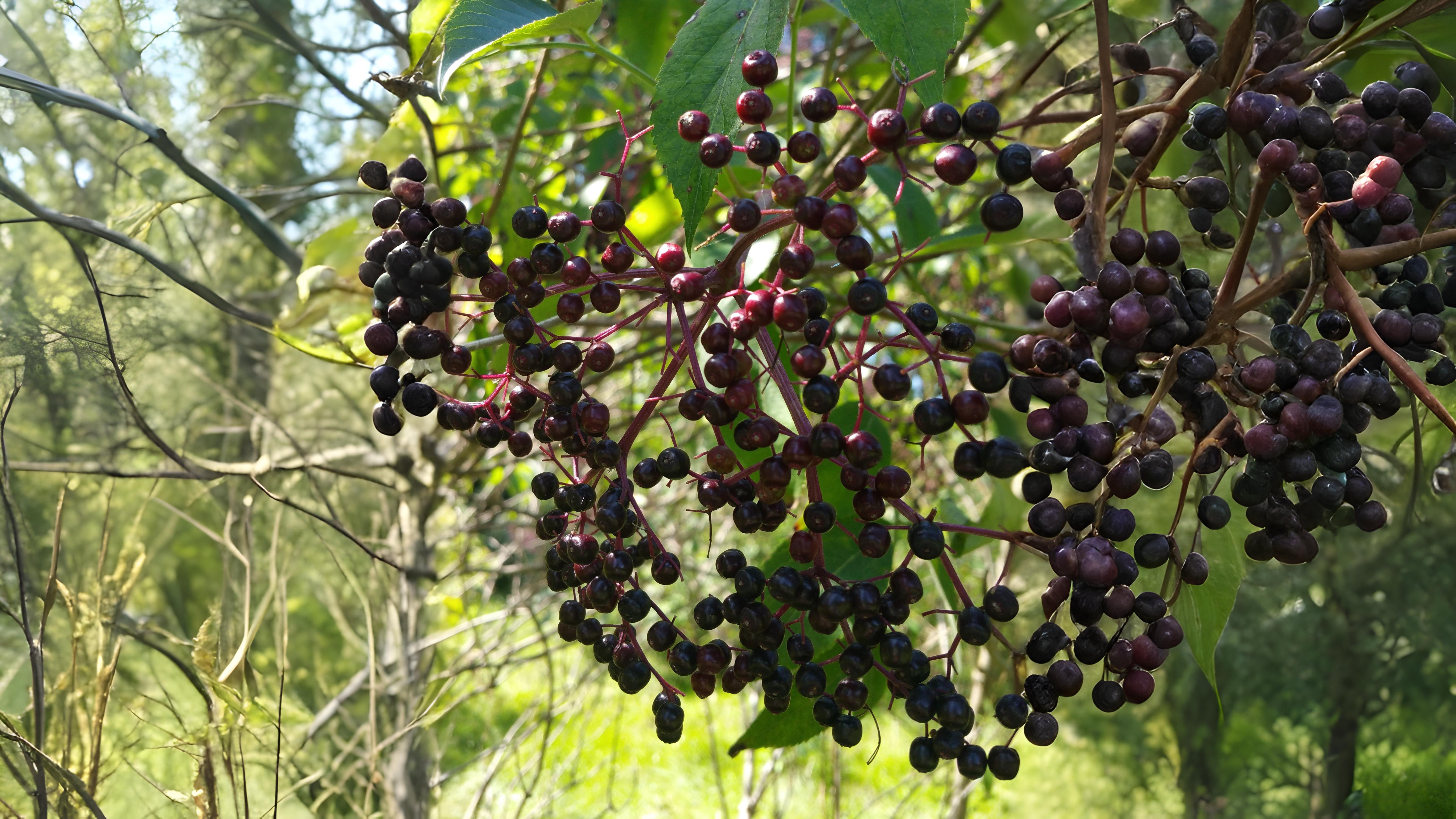 12-Sept Fruits of September Section Image
