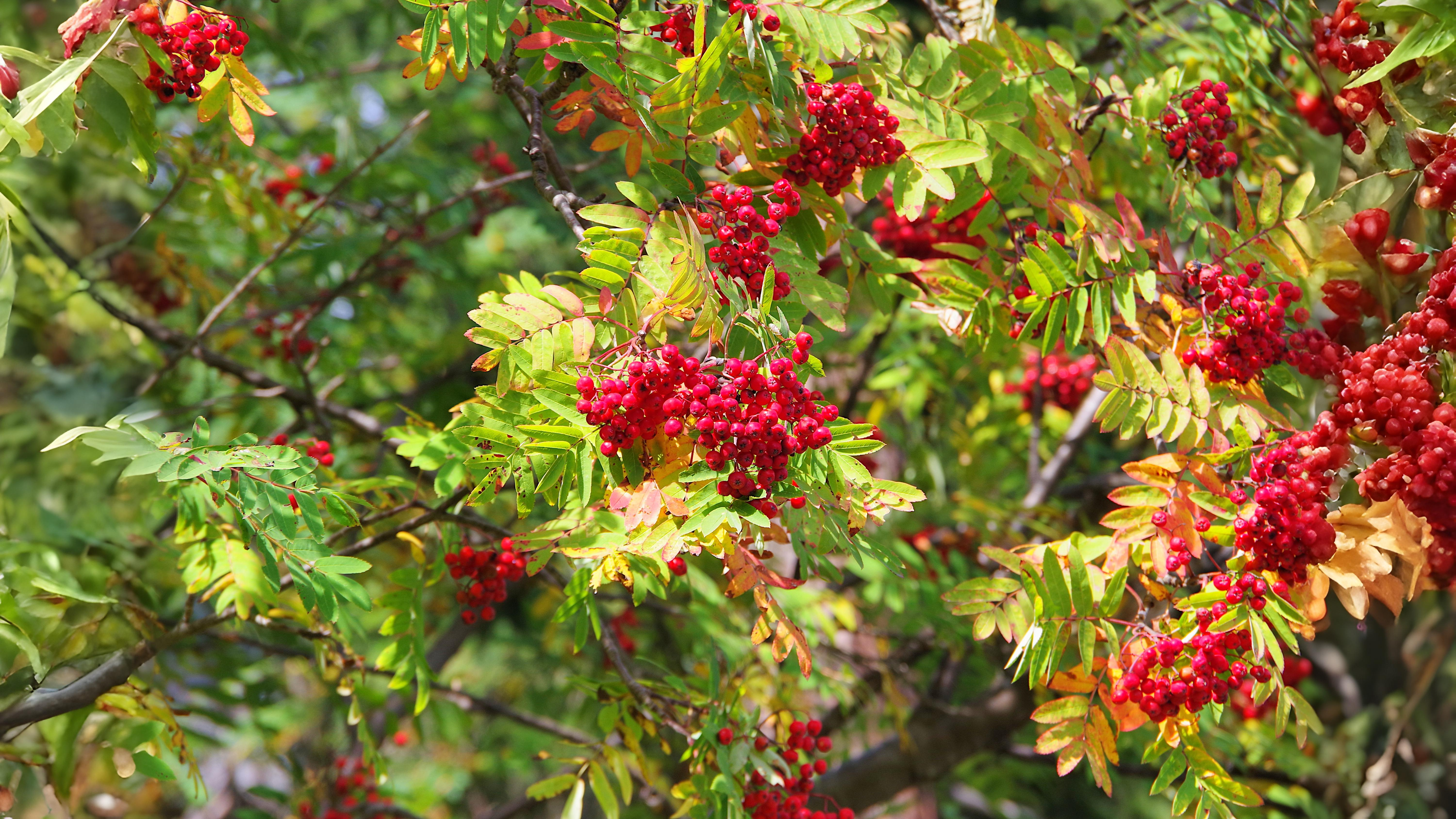 12-Sept Fruits of September Section Image