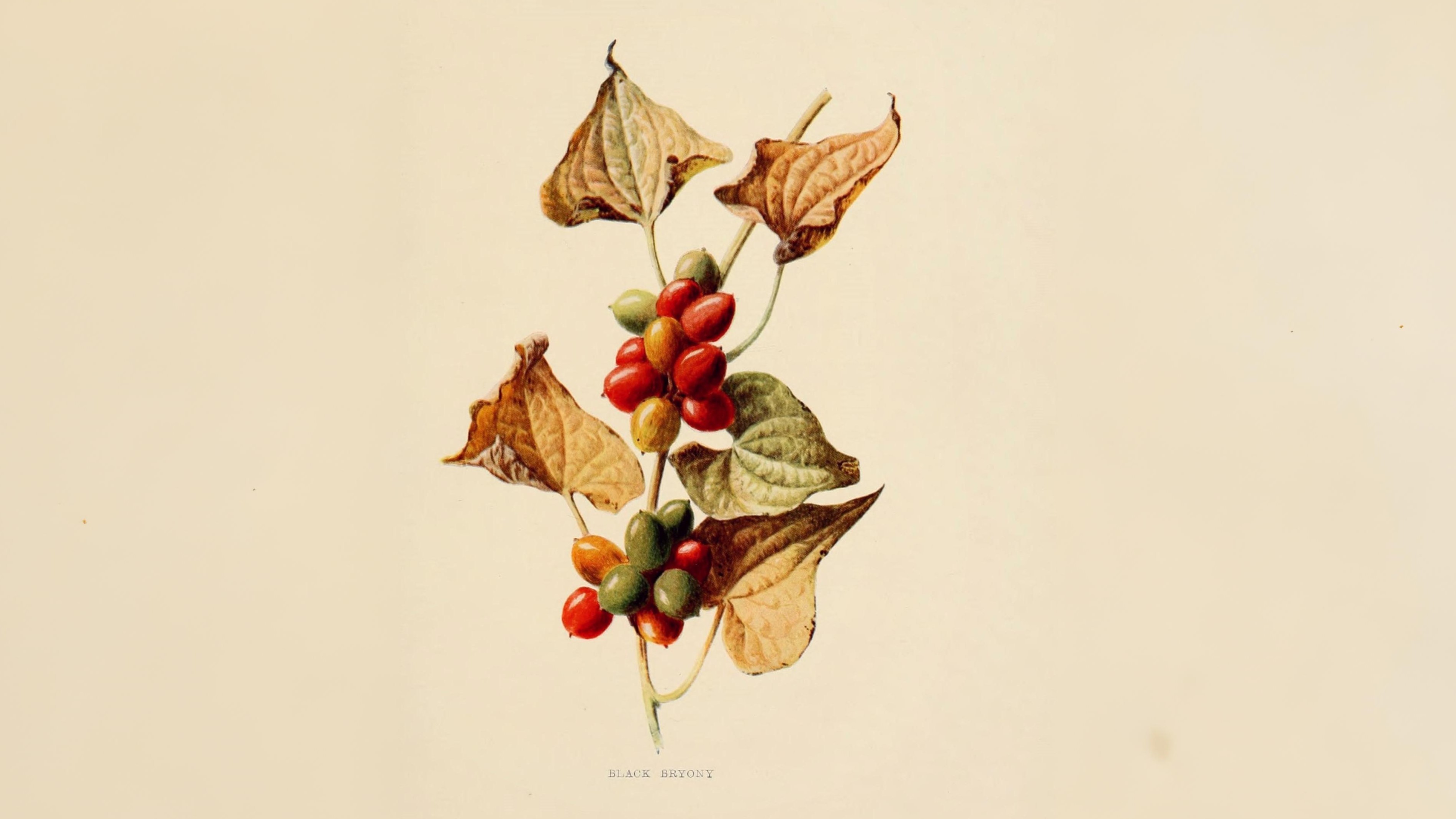 12-Sept Fruits of September Section Image