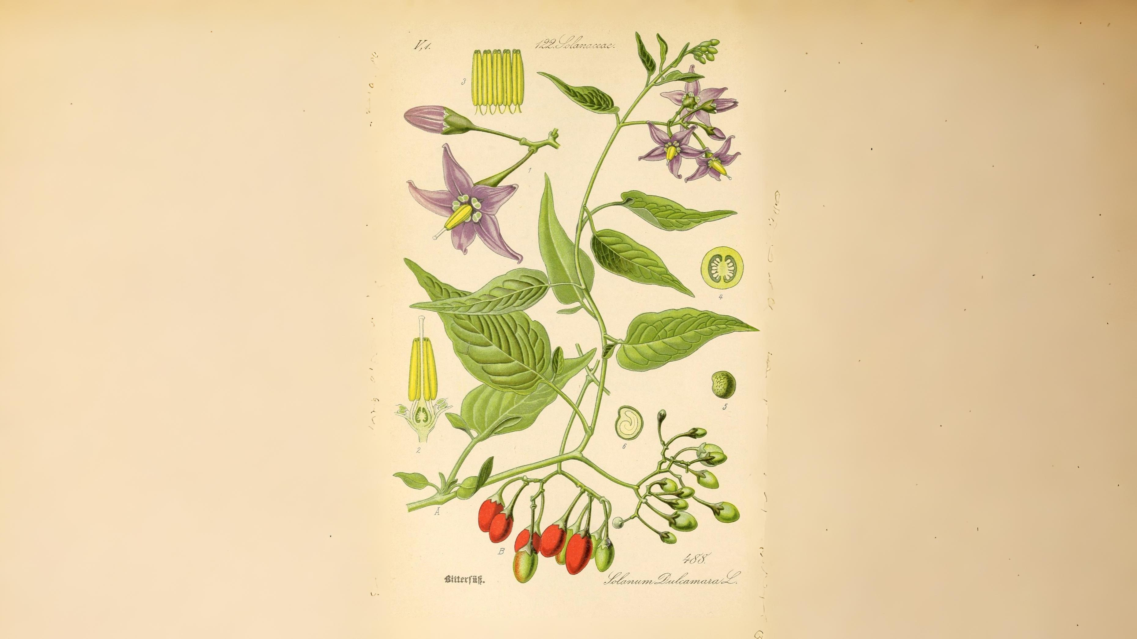12-Sept Fruits of September Section Image