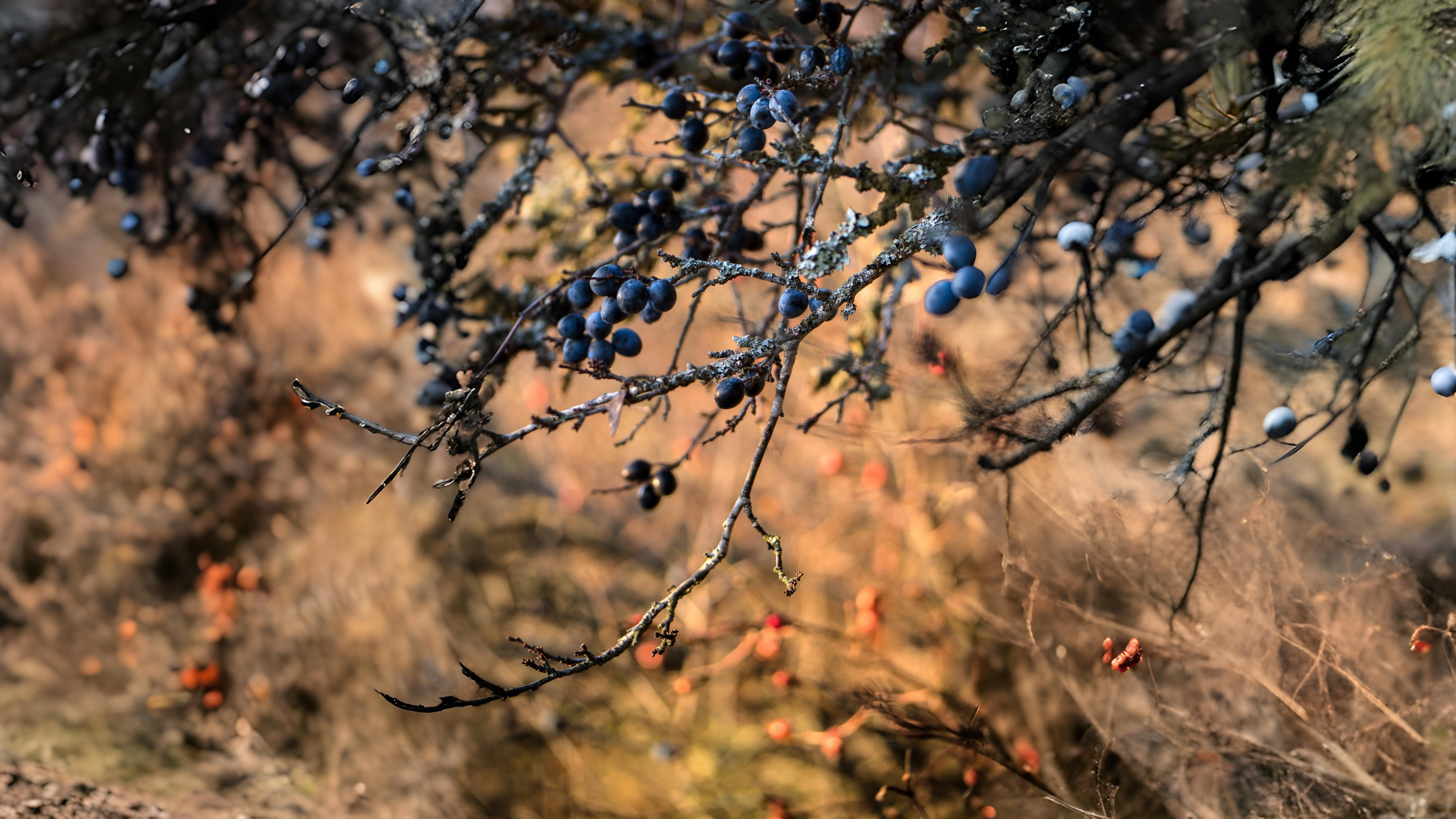 12-Sept Fruits of September Section Image