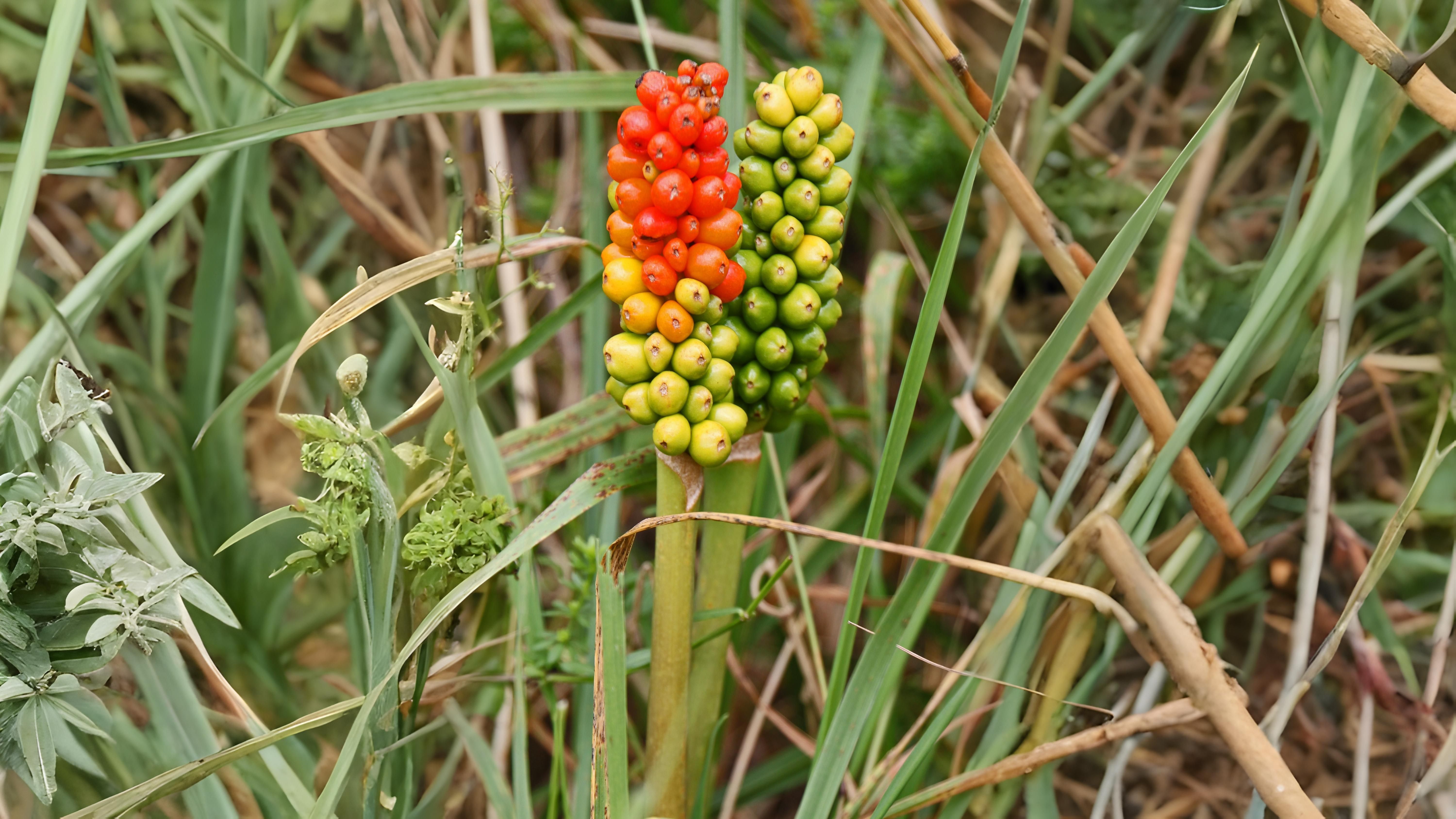 12-Sept Fruits of September Section Image