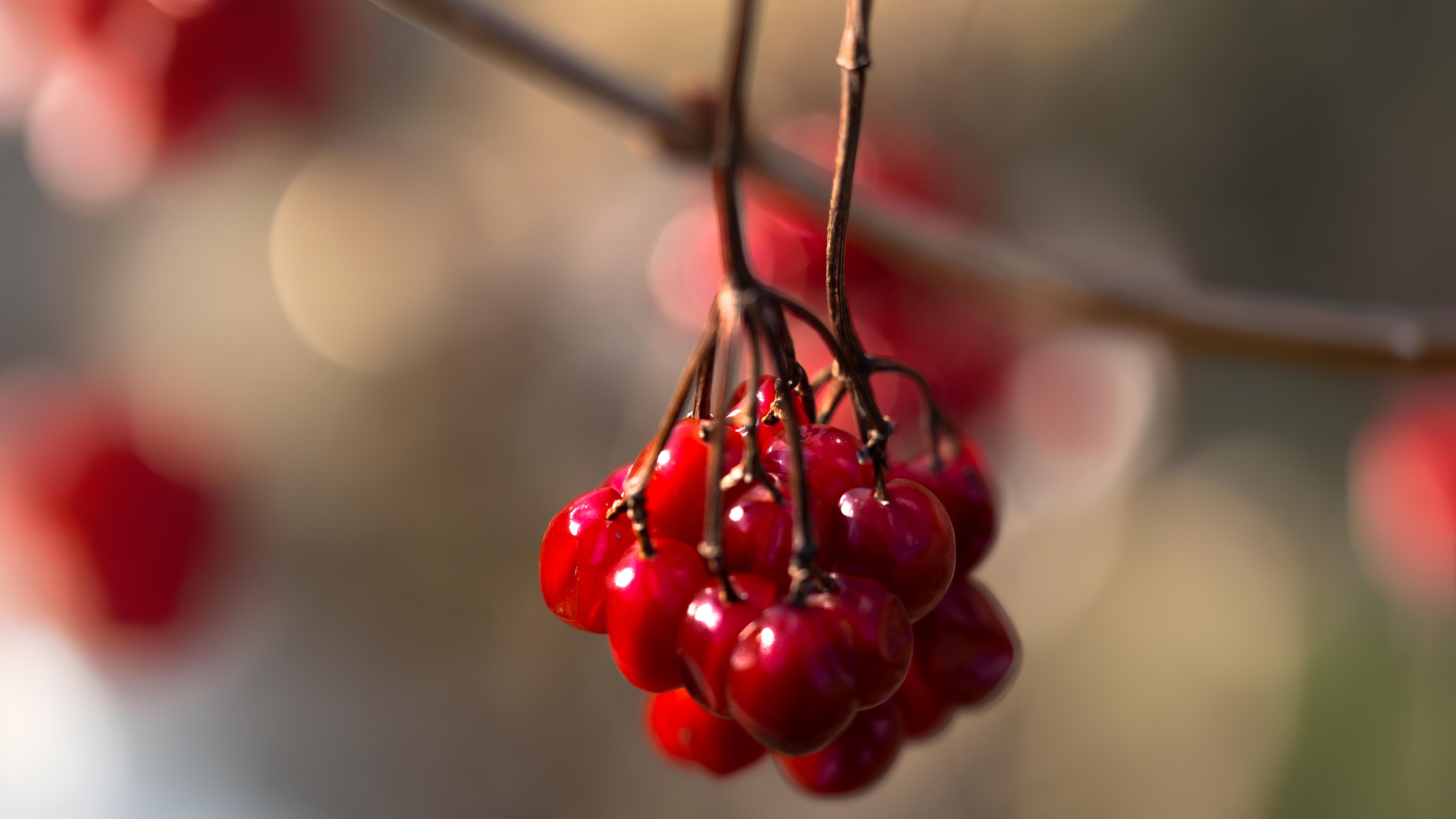 13-Sept Deadly and Delightful Berries Section Image