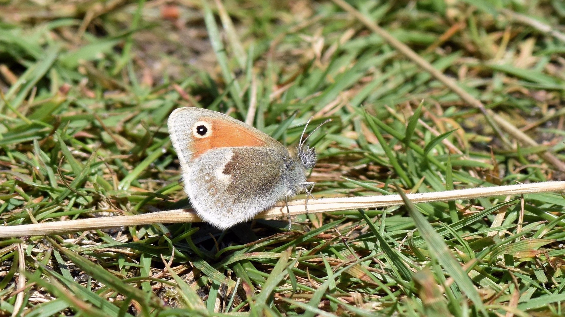 14-Sept September’s Butterflies Section Image