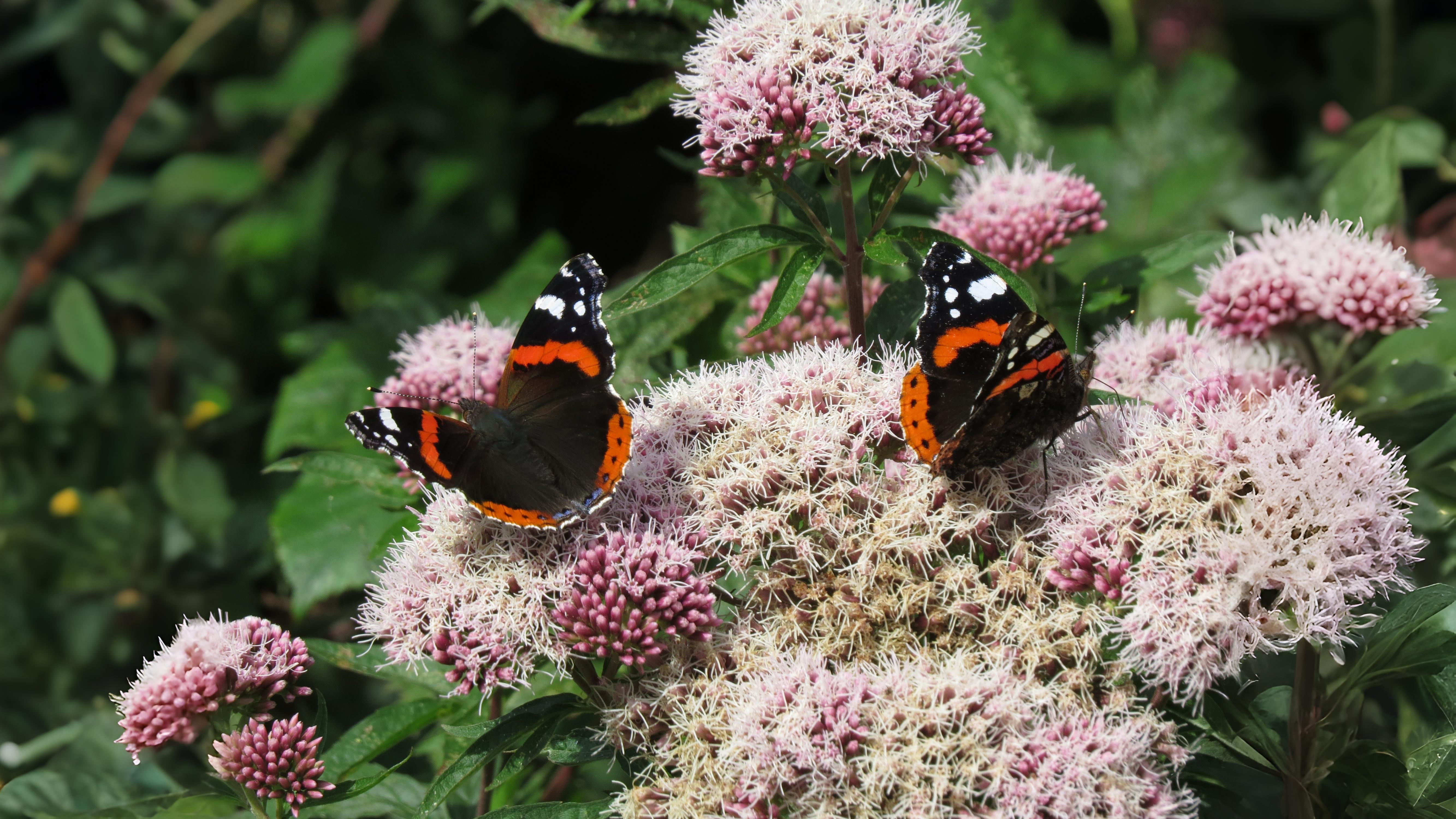 14-Sept September’s Butterflies Section Image